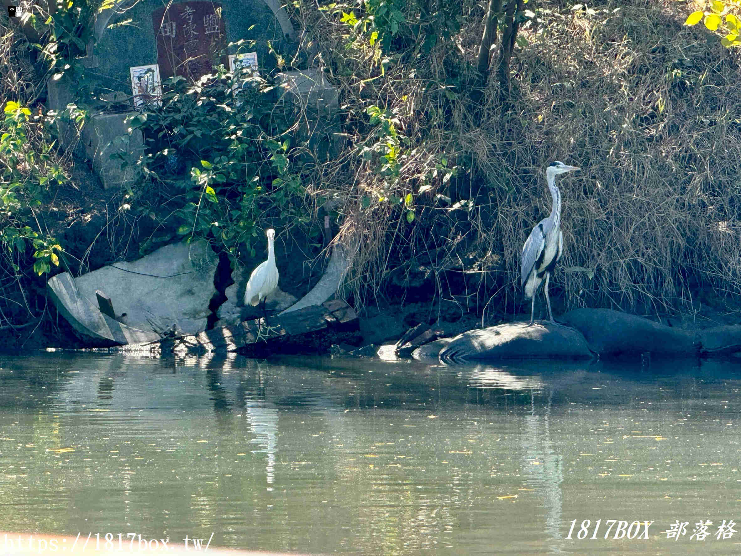 台南四草綠色隧道:台版亞馬遜秘境,預約、票價、船班全攻略 台南四草綠色隧道:台版亞馬遜秘境,預約、票價、船班全攻略