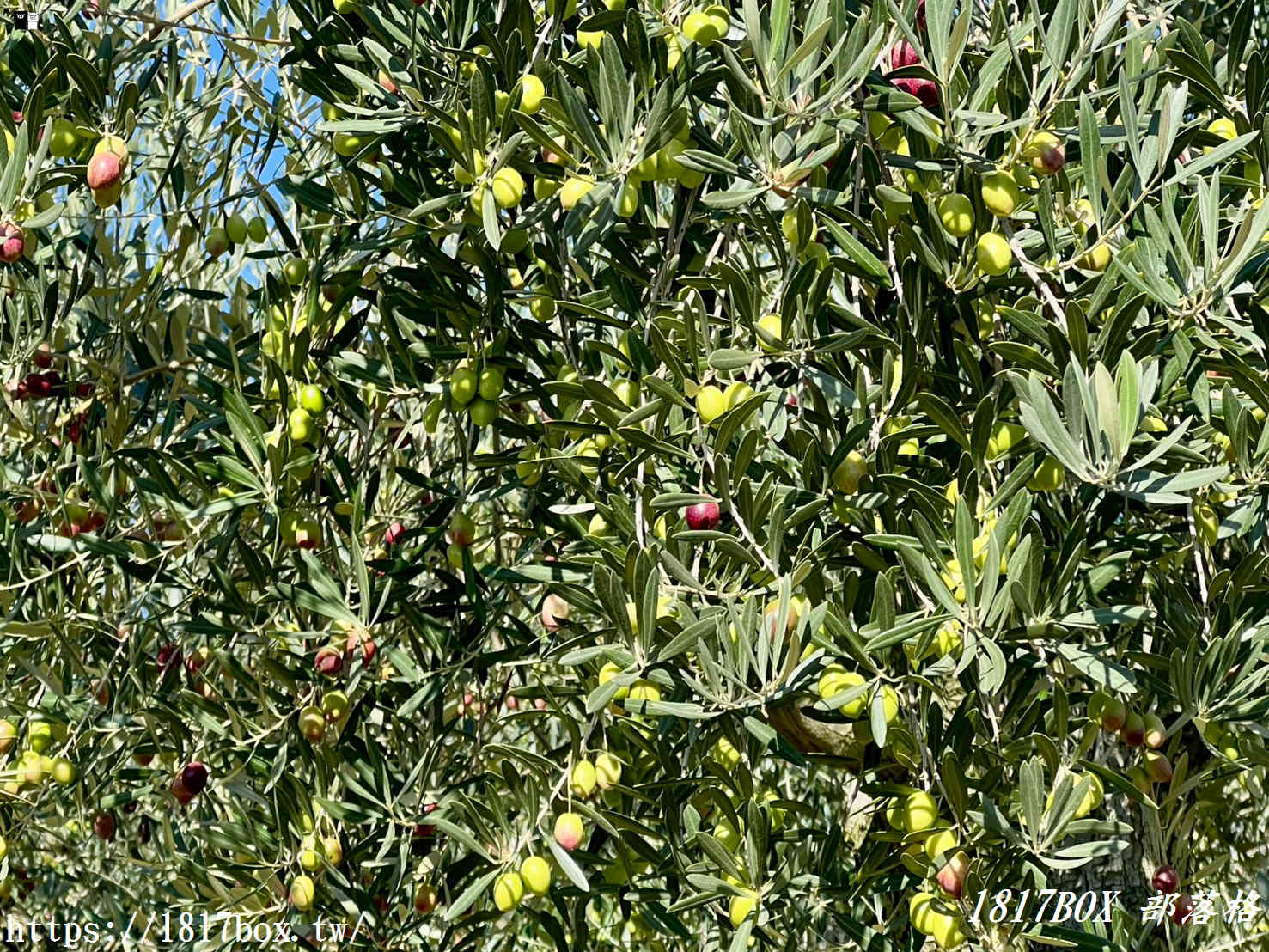 小豆島橄欖公園:一秒穿越魔女宅急便的夢幻國度 小豆島橄欖公園:一秒穿越魔女宅急便的夢幻國度