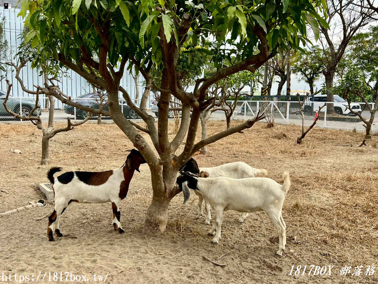 虎珍堂森之院：老屋新生，雲林虎尾的慢活角落