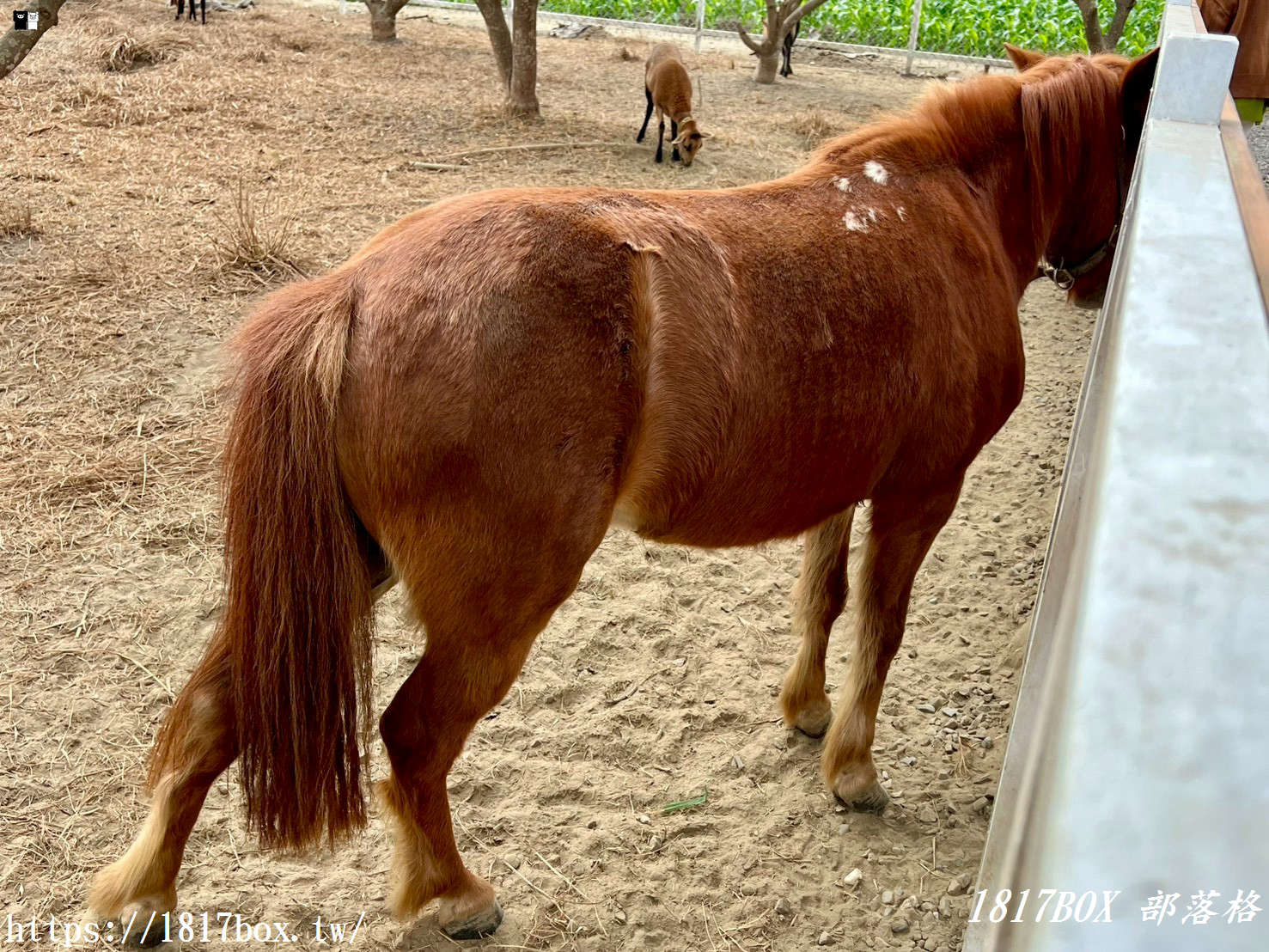 虎珍堂森之院：老屋新生，雲林虎尾的慢活角落