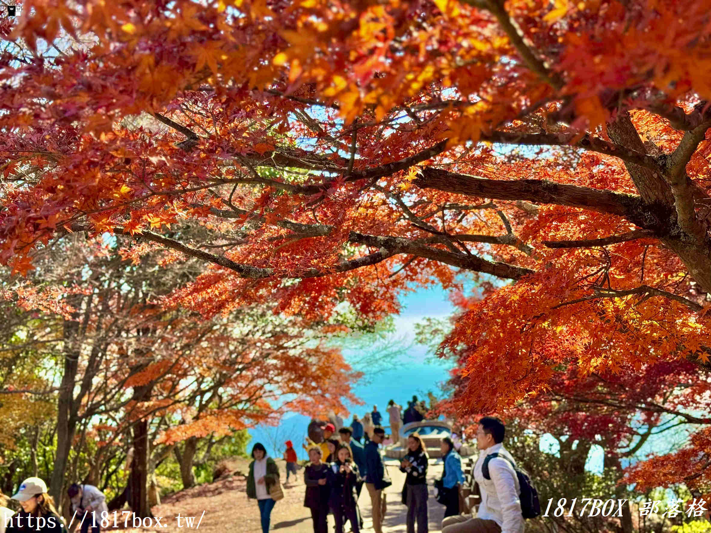 瀨戶內海的秋日絕色：小豆島「寒霞溪」楓紅漫天，搭乘空中纜車走進名畫裡！