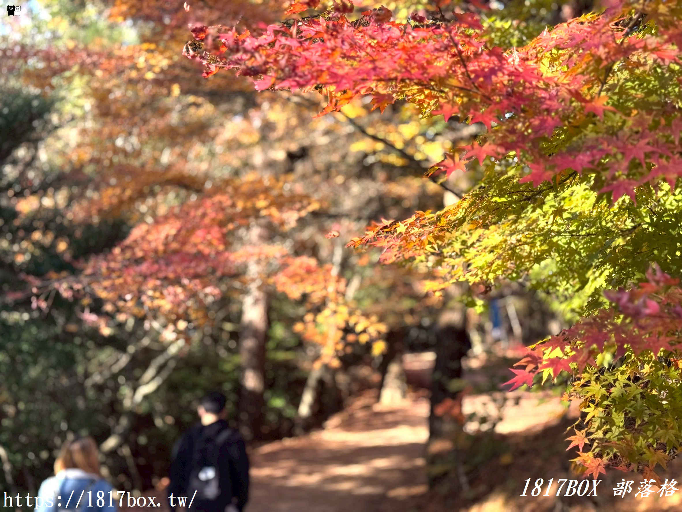 瀨戶內海的秋日絕色：小豆島「寒霞溪」楓紅漫天，搭乘空中纜車走進名畫裡！