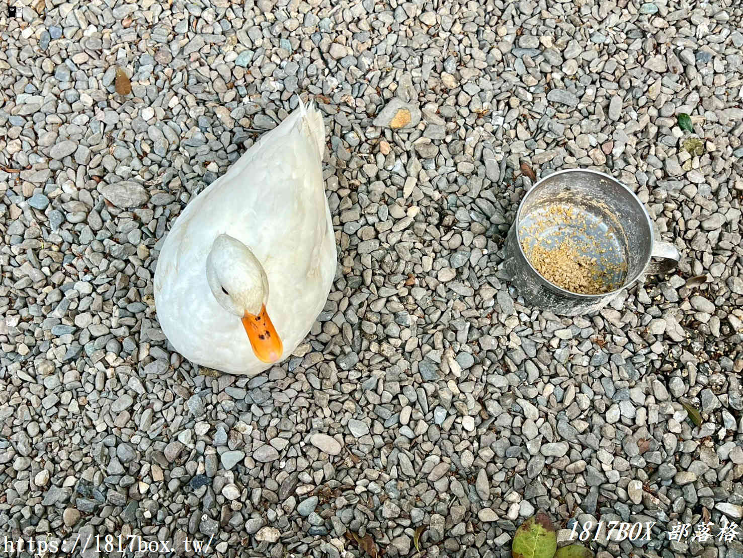 彰化溪州驚現神級塔可！DAY DAY TACOS：藏在稻香裡的墨式靈魂，必吃香煎雞腿配手作餅皮