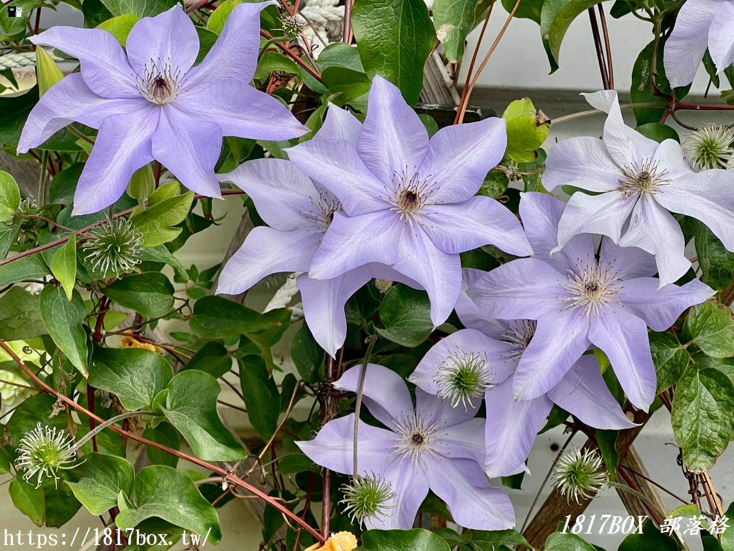 彰化溪州驚現神級塔可！DAY DAY TACOS：藏在稻香裡的墨式靈魂，必吃香煎雞腿配手作餅皮