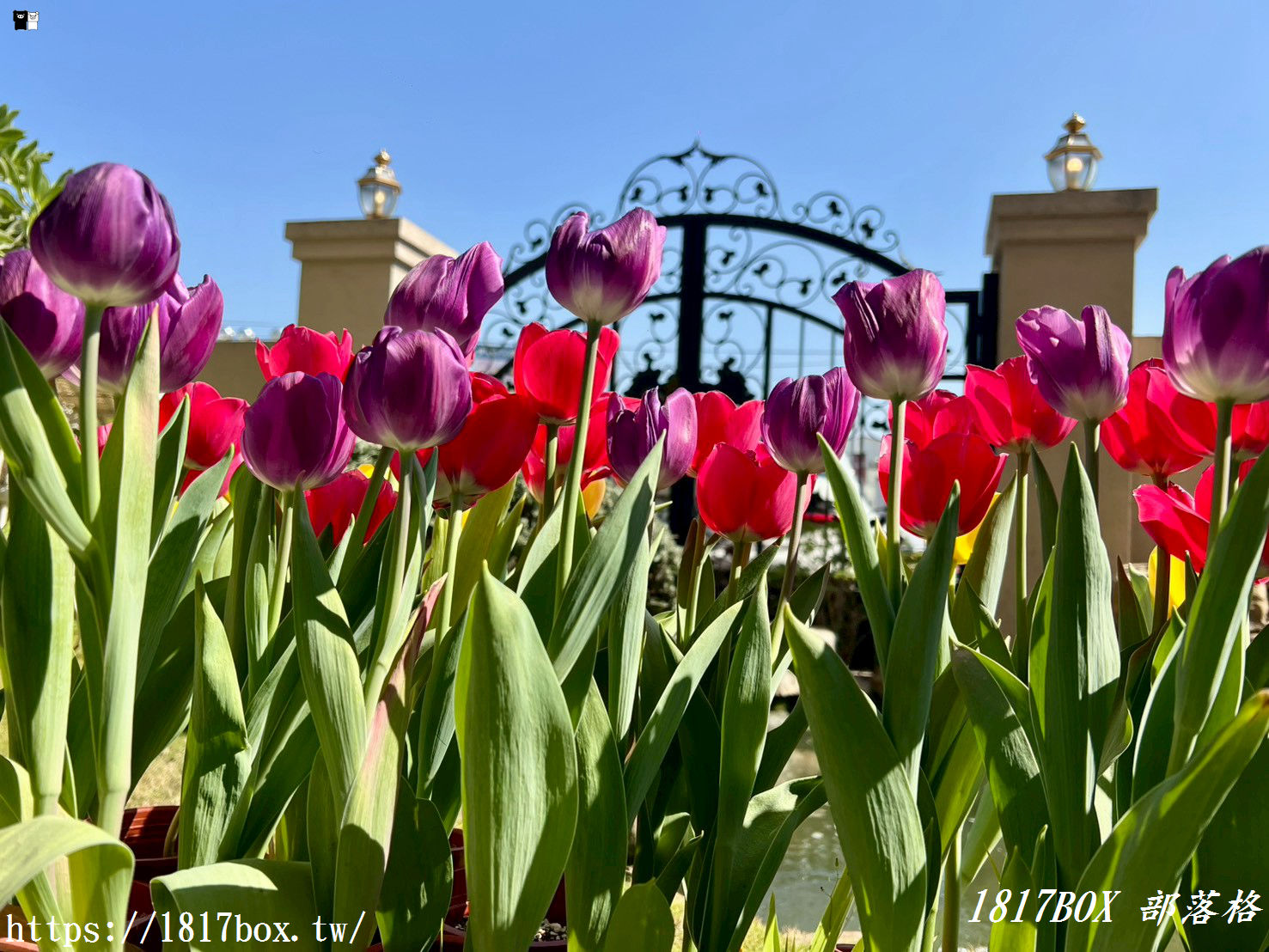 【彰化探店】掉進莫內花園的錯覺！小雛菊藝術學校：這家「誠實小花店」美到讓人想住下