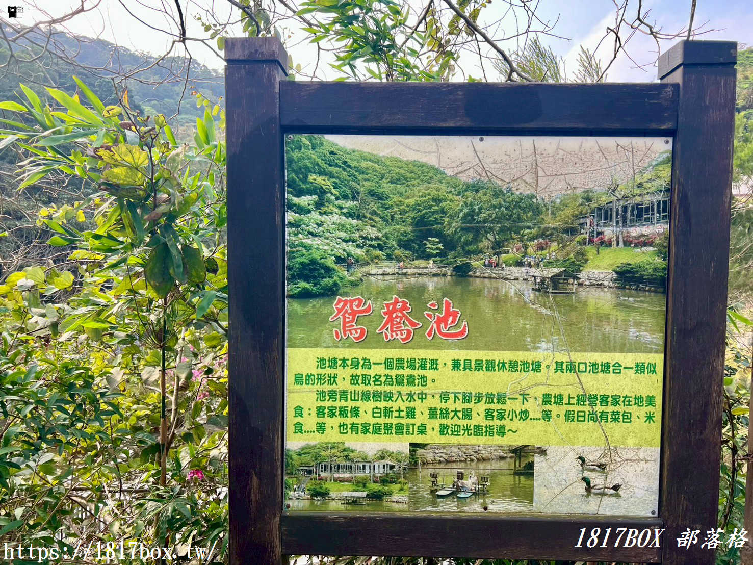 【新竹周邊一日遊】九芎湖「鴛鴦池」：走進森林系祕境步道，感受湖光山色的靜謐時光