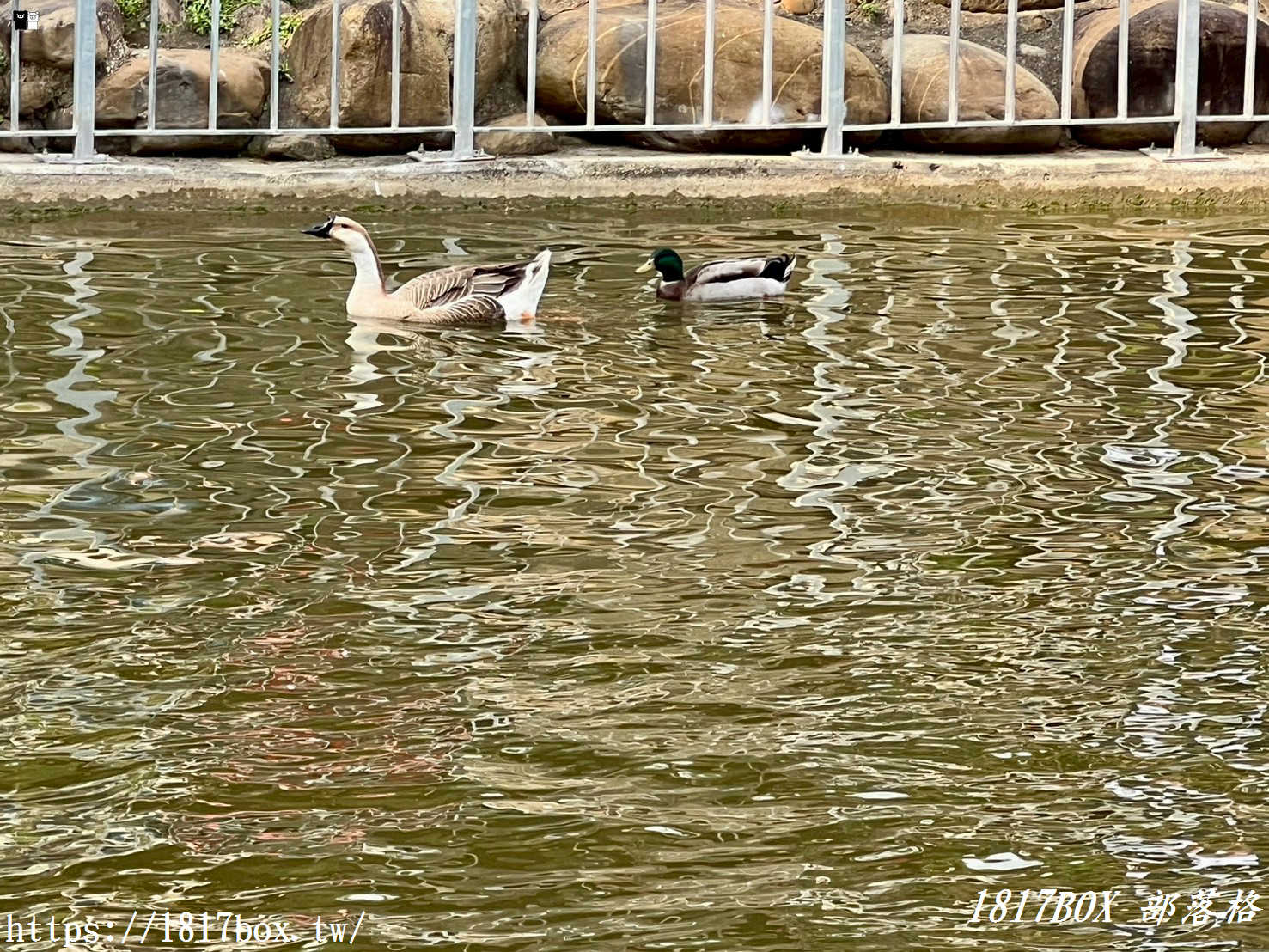 【新竹周邊一日遊】九芎湖「鴛鴦池」：走進森林系祕境步道，感受湖光山色的靜謐時光