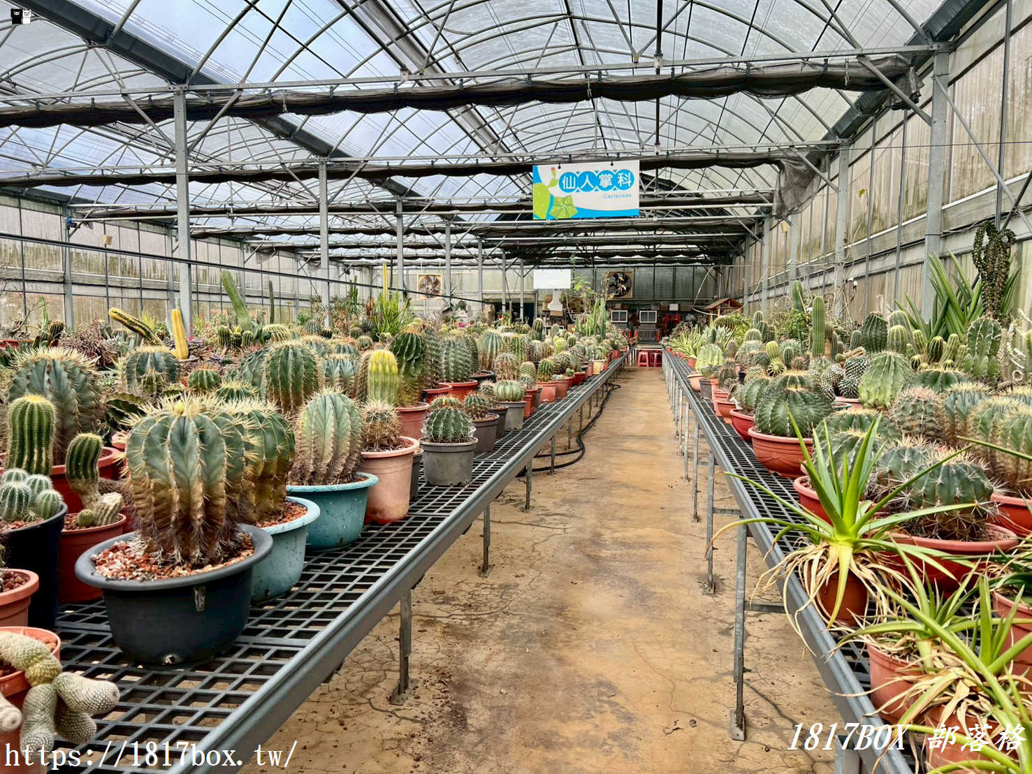 【新竹景點】福祥仙人掌園藝中心：免門票！走進 8,000 種多肉植物的沙漠奇境，親子 DIY 與網美必拍攻略