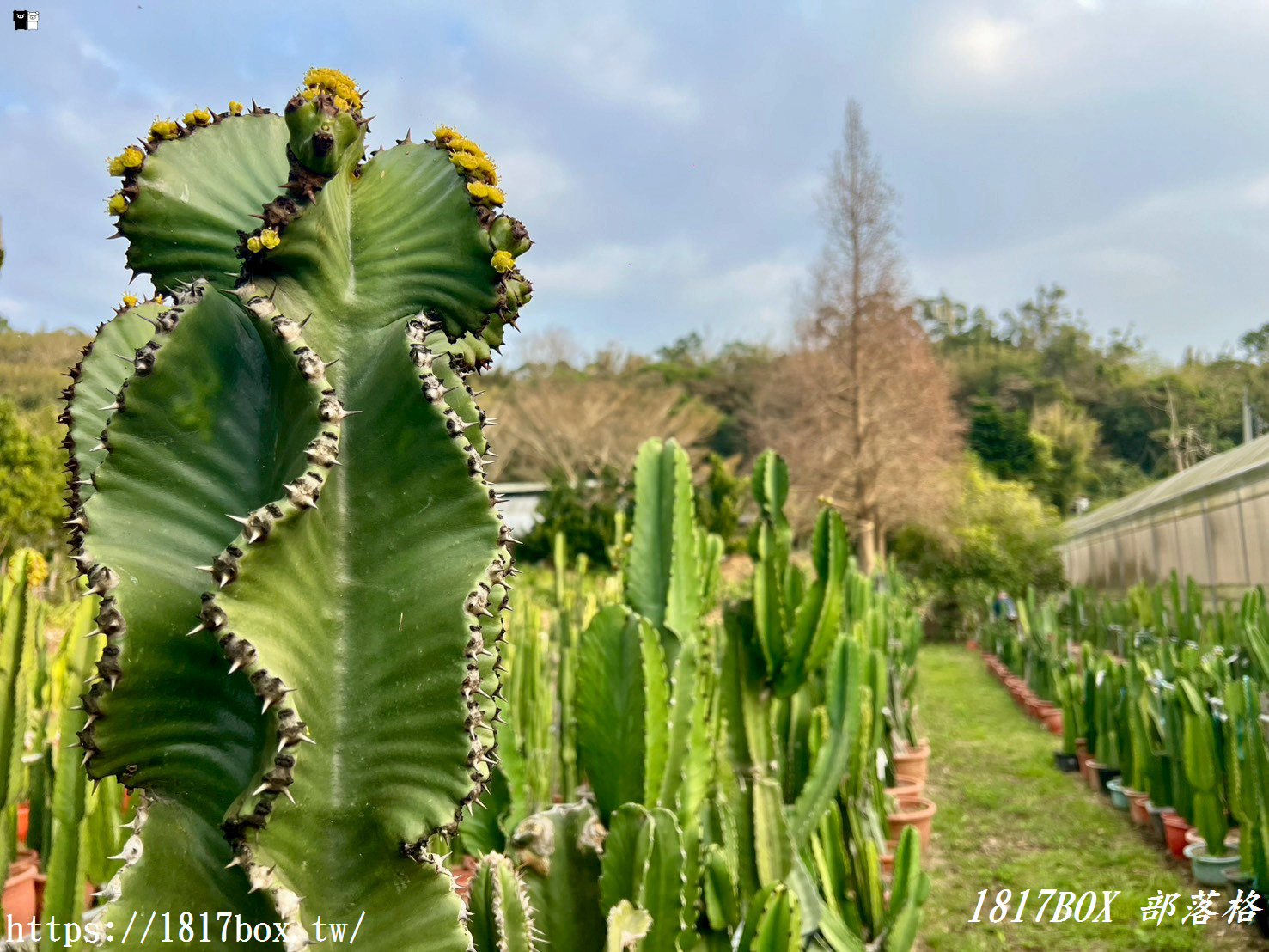 【新竹景點】福祥仙人掌園藝中心：免門票！走進 8,000 種多肉植物的沙漠奇境，親子 DIY 與網美必拍攻略