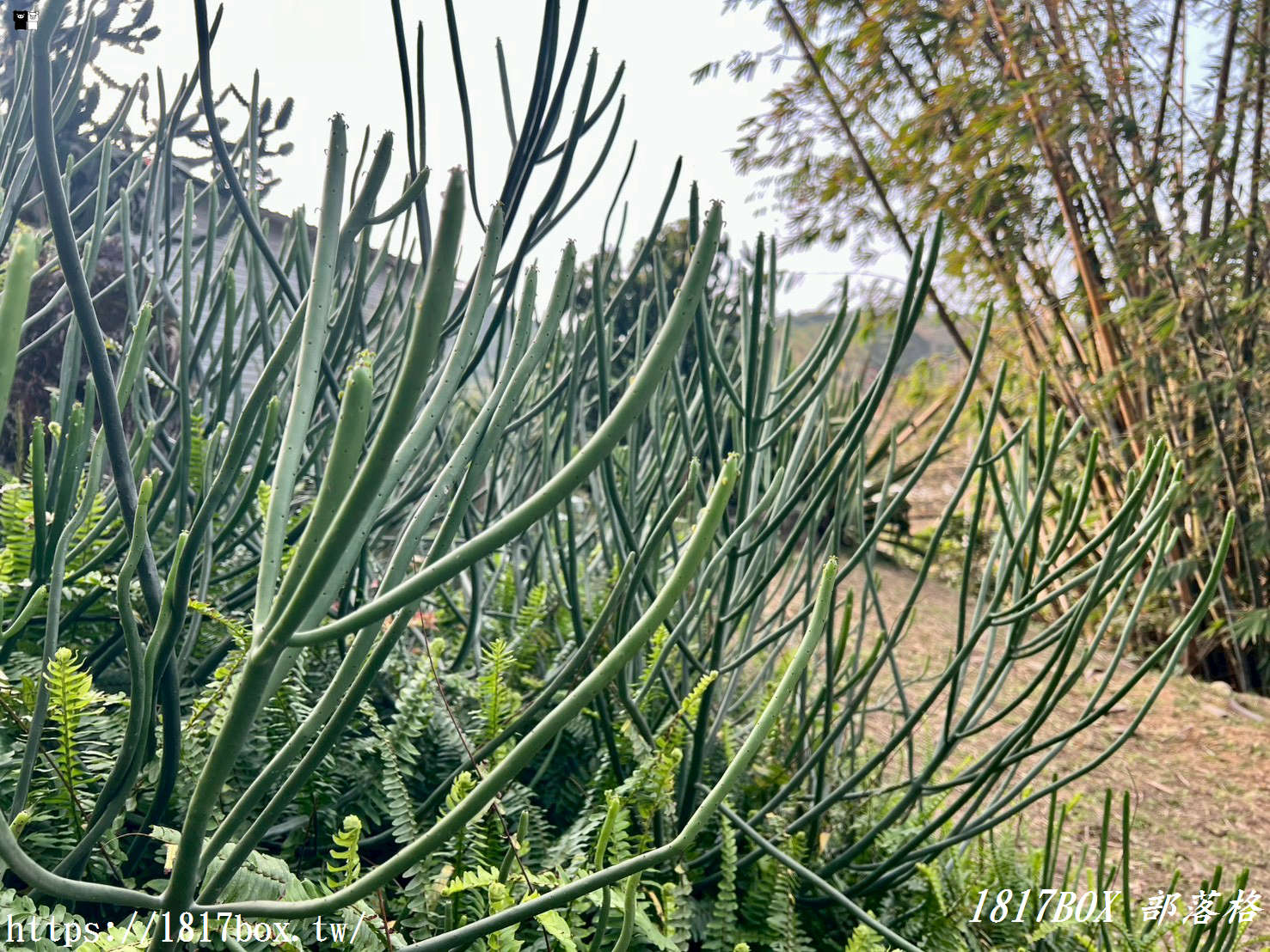【新竹景點】福祥仙人掌園藝中心：免門票！走進 8,000 種多肉植物的沙漠奇境，親子 DIY 與網美必拍攻略