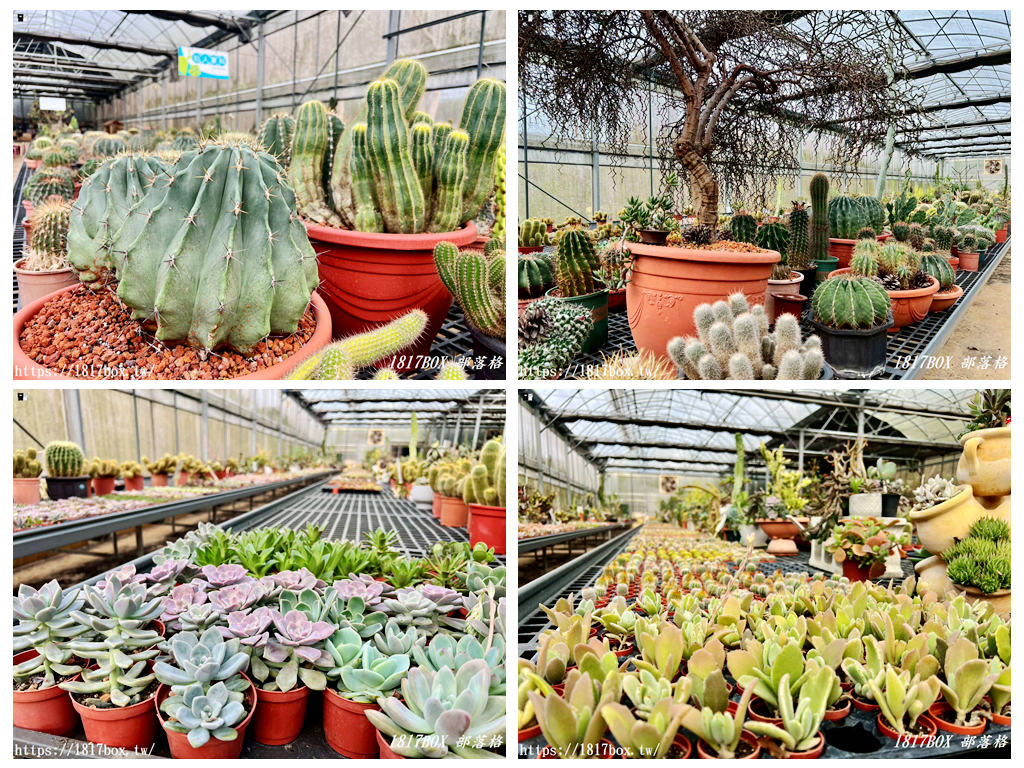 【新竹景點】福祥仙人掌園藝中心：免門票！走進 8,000 種多肉植物的沙漠奇境，親子 DIY 與網美必拍攻略