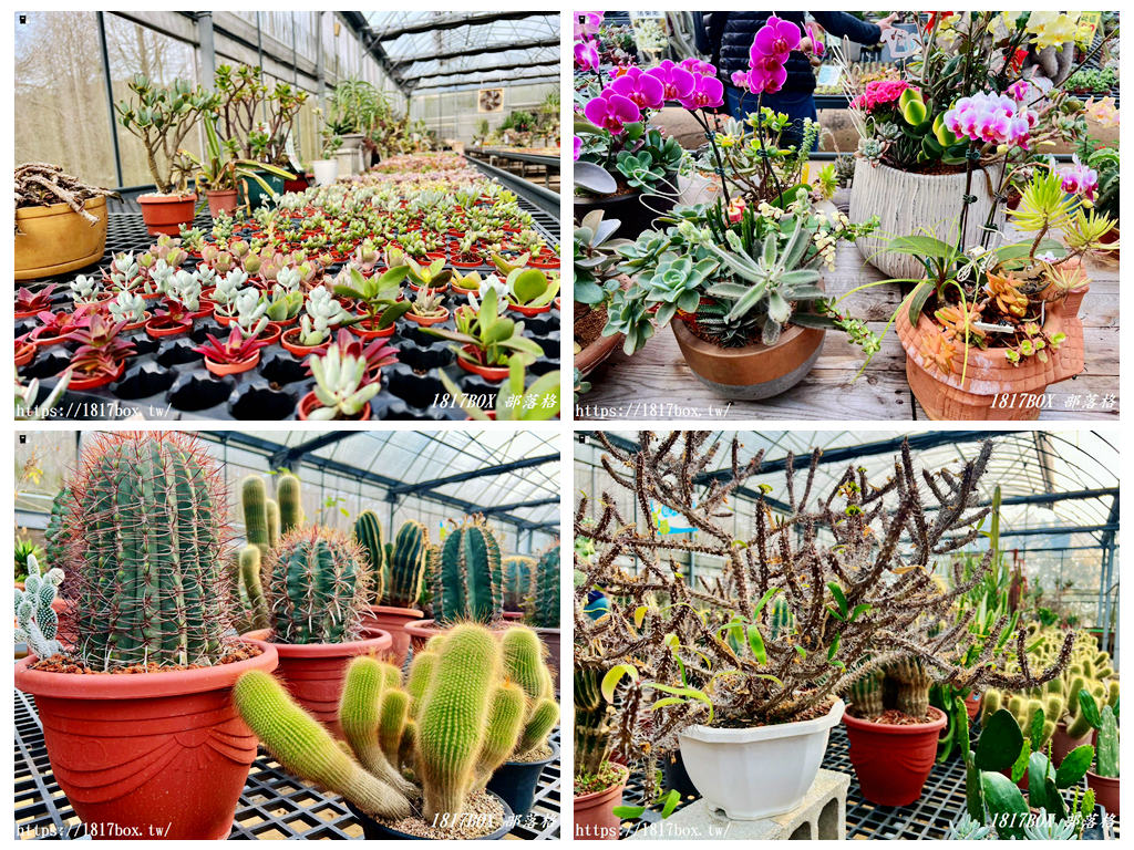 【新竹景點】福祥仙人掌園藝中心：免門票！走進 8,000 種多肉植物的沙漠奇境，親子 DIY 與網美必拍攻略