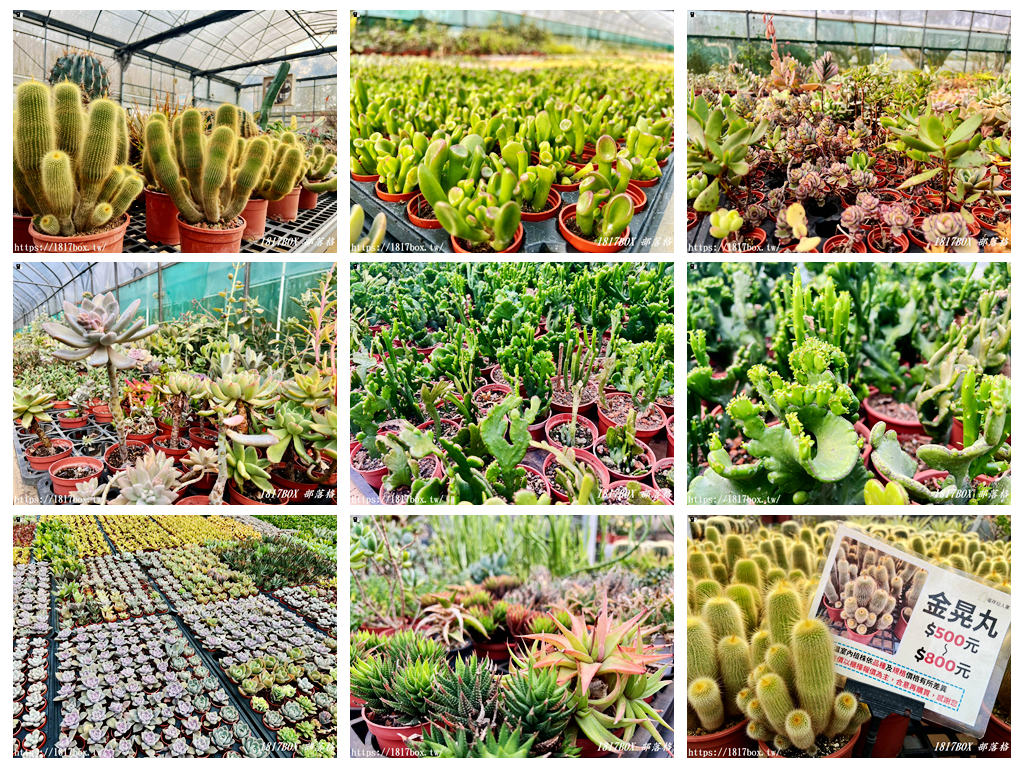 【新竹景點】福祥仙人掌園藝中心：免門票！走進 8,000 種多肉植物的沙漠奇境，親子 DIY 與網美必拍攻略