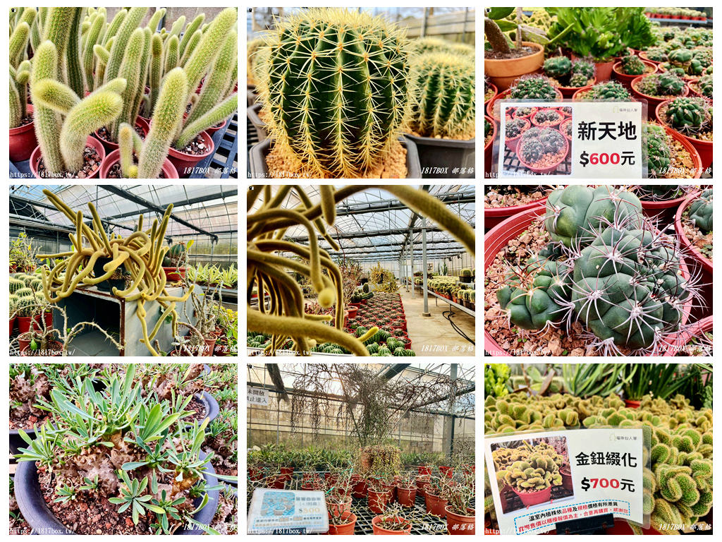 【新竹景點】福祥仙人掌園藝中心：免門票！走進 8,000 種多肉植物的沙漠奇境，親子 DIY 與網美必拍攻略
