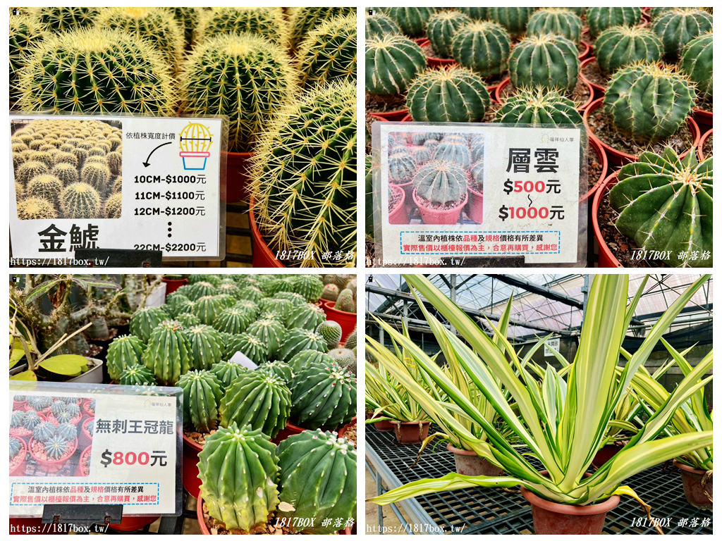【新竹景點】福祥仙人掌園藝中心：免門票！走進 8,000 種多肉植物的沙漠奇境，親子 DIY 與網美必拍攻略