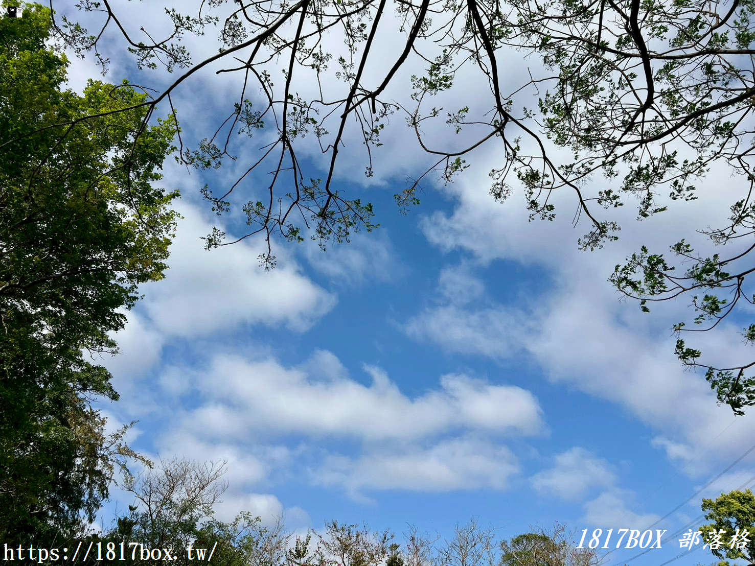 藏在台中的森林秘境！清水「親鳥公園」超Chill賞鳥步道，在地人不想說的假日放空去處