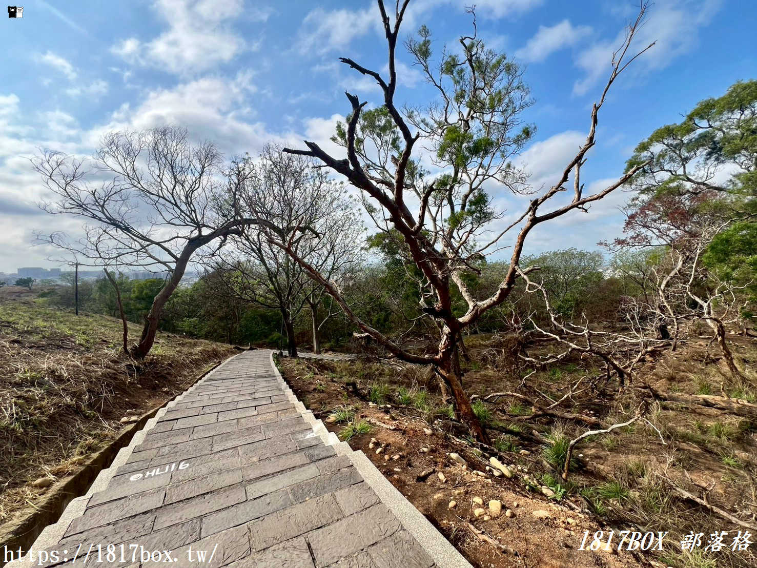 藏在台中的森林秘境！清水「親鳥公園」超Chill賞鳥步道，在地人不想說的假日放空去處