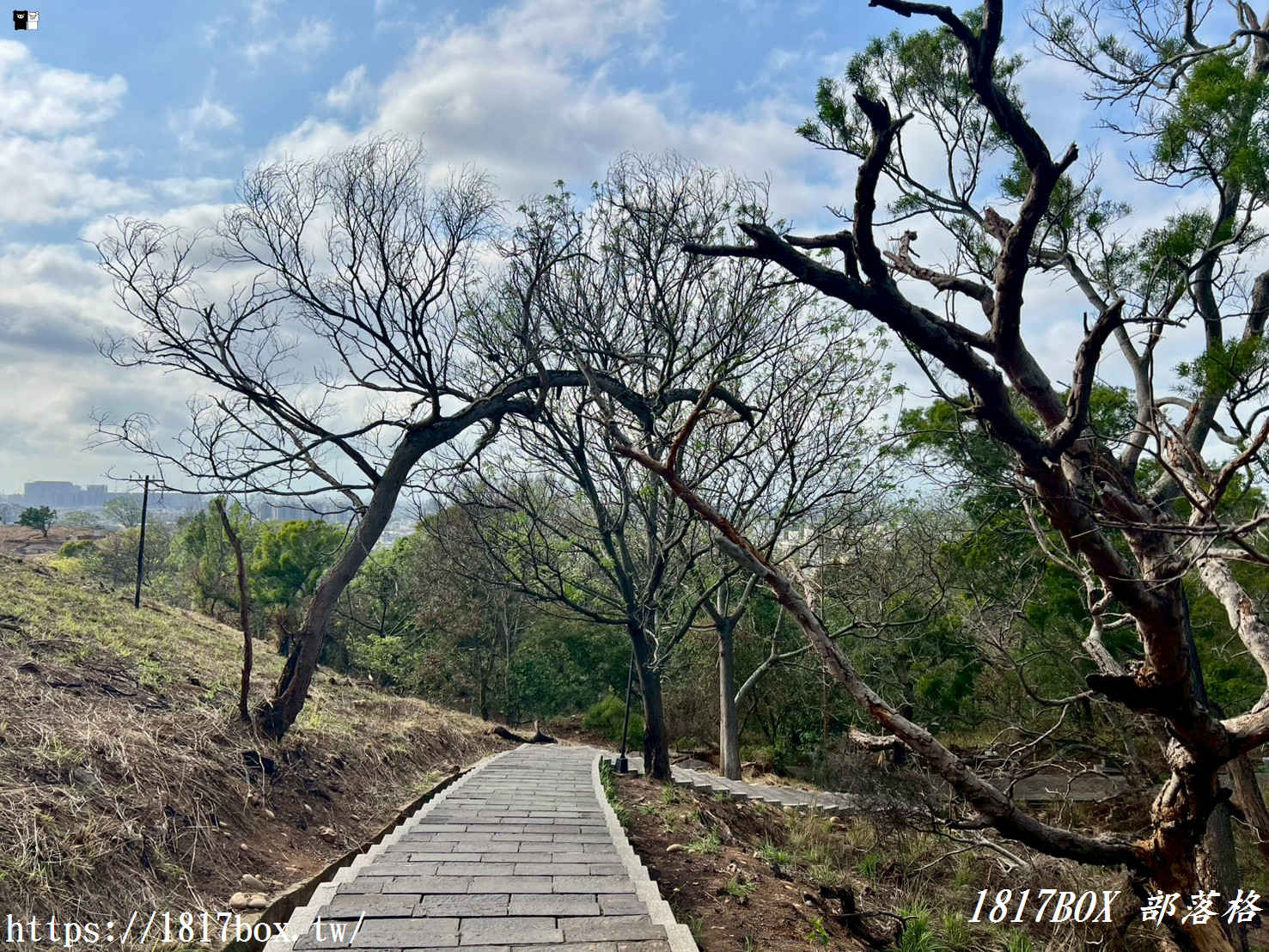 藏在台中的森林秘境！清水「親鳥公園」超Chill賞鳥步道，在地人不想說的假日放空去處