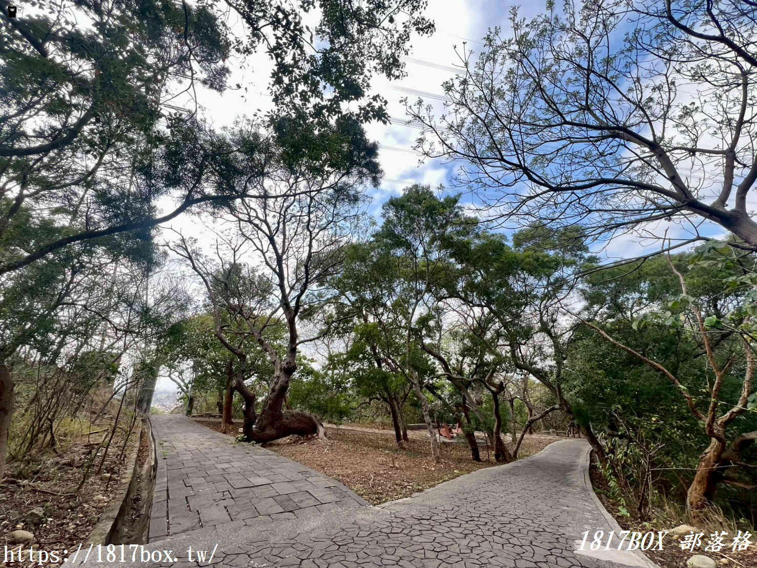 藏在台中的森林秘境！清水「親鳥公園」超Chill賞鳥步道，在地人不想說的假日放空去處