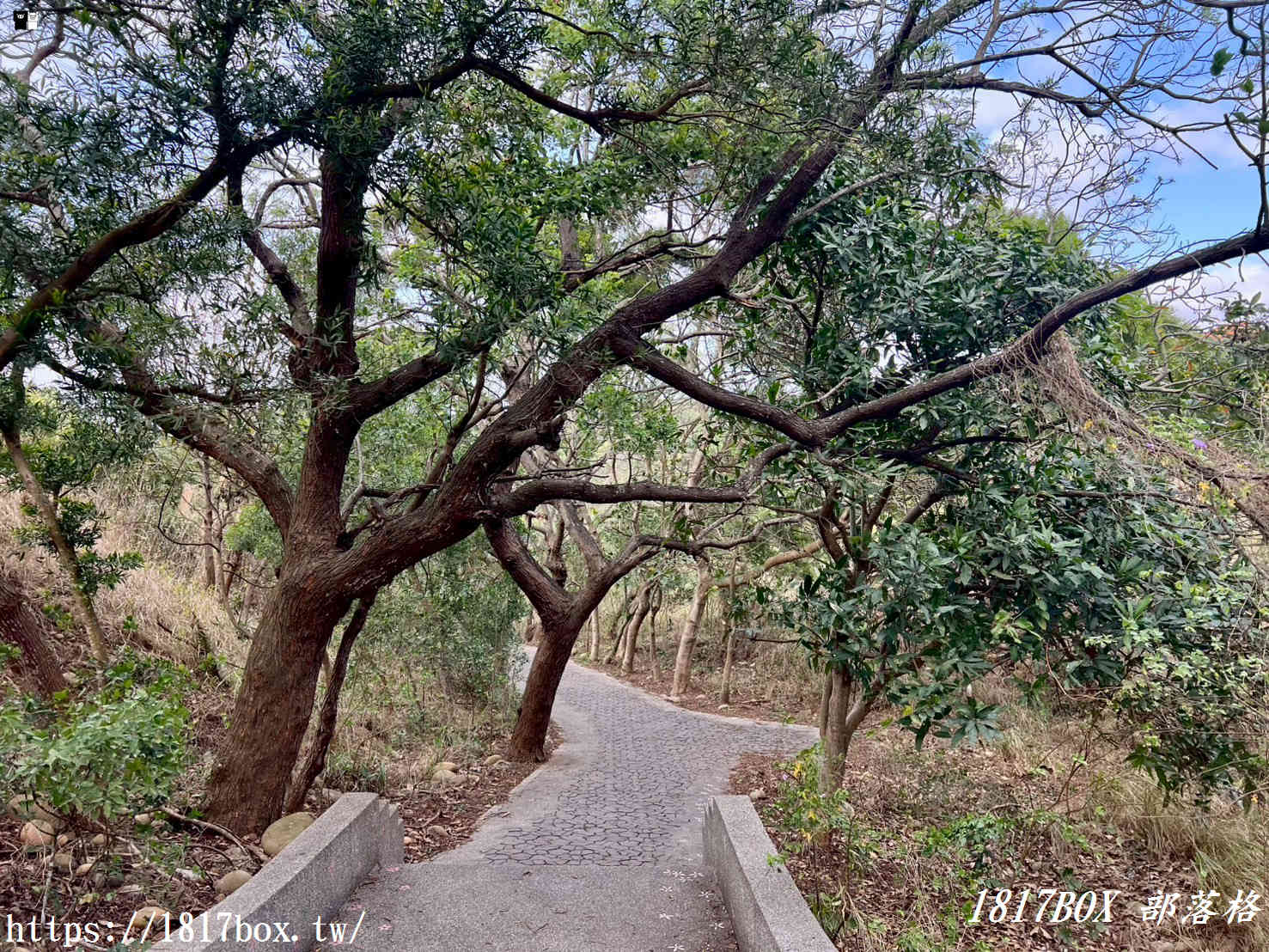 藏在台中的森林秘境！清水「親鳥公園」超Chill賞鳥步道，在地人不想說的假日放空去處