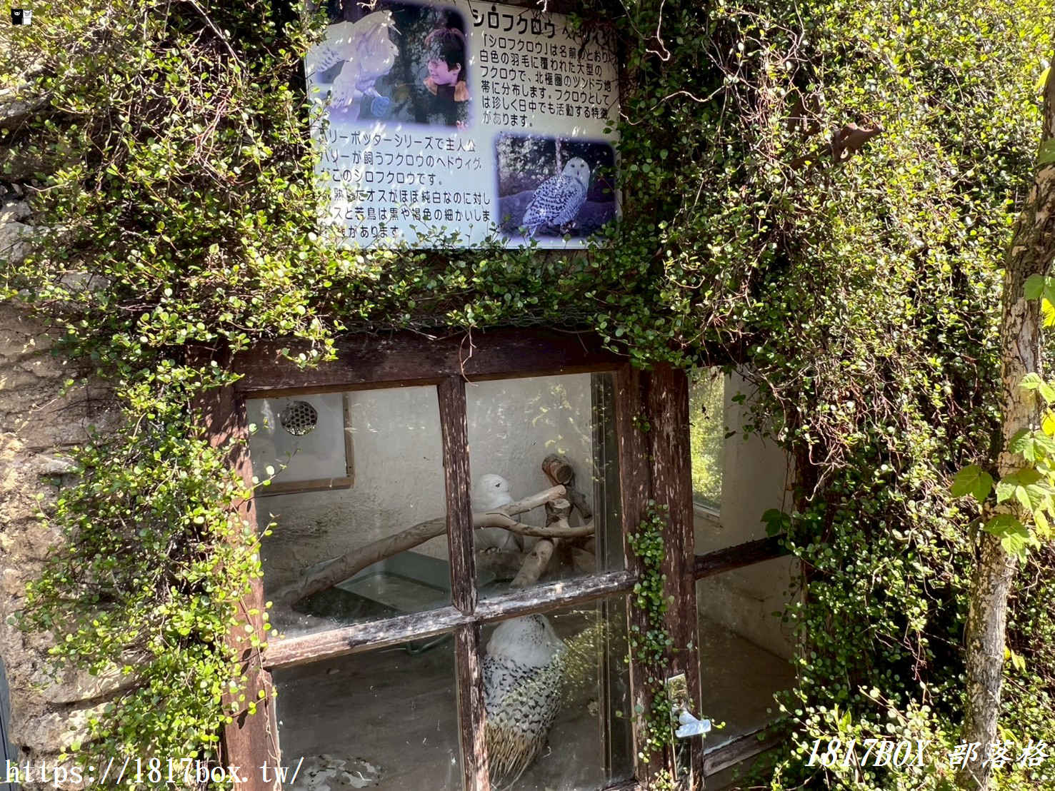 【由布院必訪】走進童話世界！湯布院貓頭鷹之森林（YUFUIN OWL’S FOREST）超萌零距離互動、交通、門票全攻略
