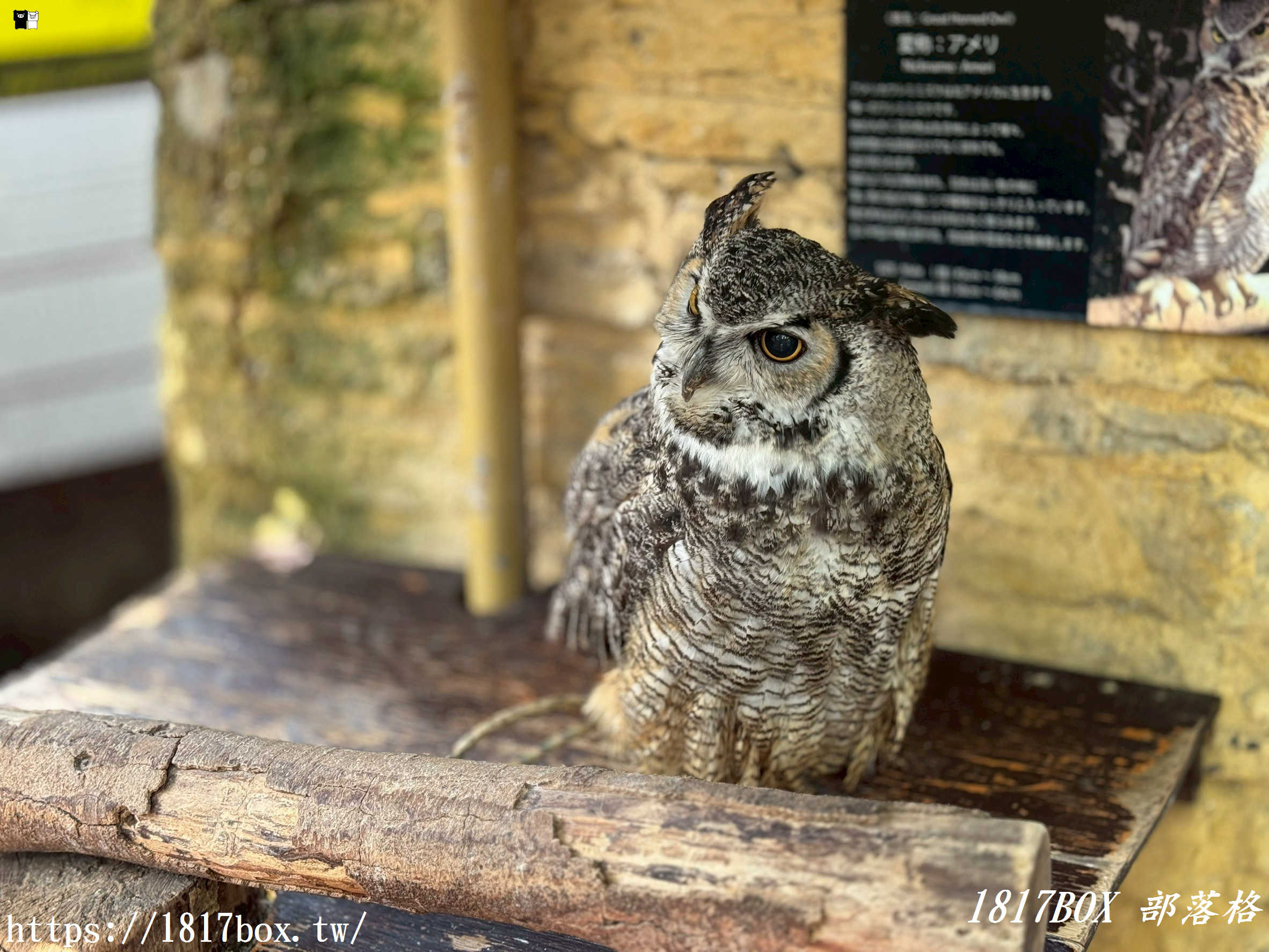 【由布院必訪】走進童話世界！湯布院貓頭鷹之森林（YUFUIN OWL’S FOREST）超萌零距離互動、交通、門票全攻略