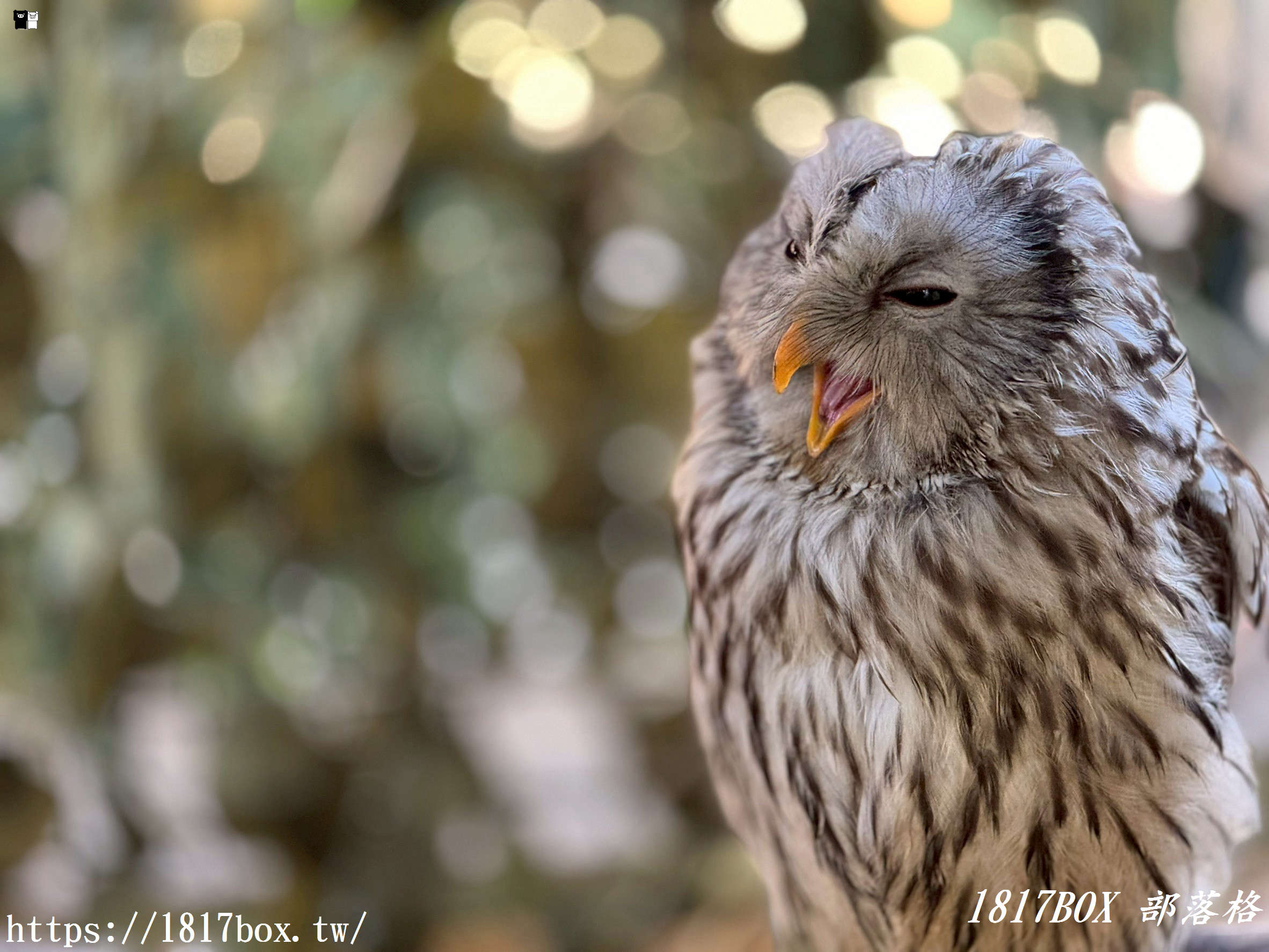 【由布院必訪】走進童話世界！湯布院貓頭鷹之森林（YUFUIN OWL’S FOREST）超萌零距離互動、交通、門票全攻略