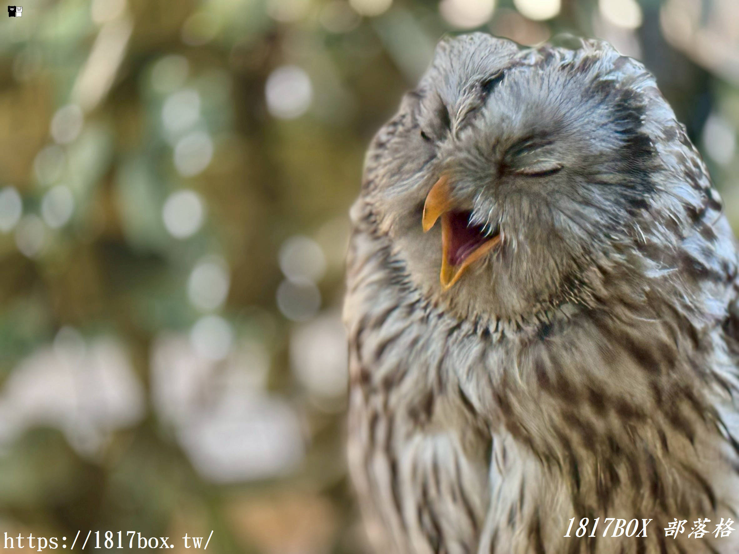 【由布院必訪】走進童話世界！湯布院貓頭鷹之森林（YUFUIN OWL’S FOREST）超萌零距離互動、交通、門票全攻略