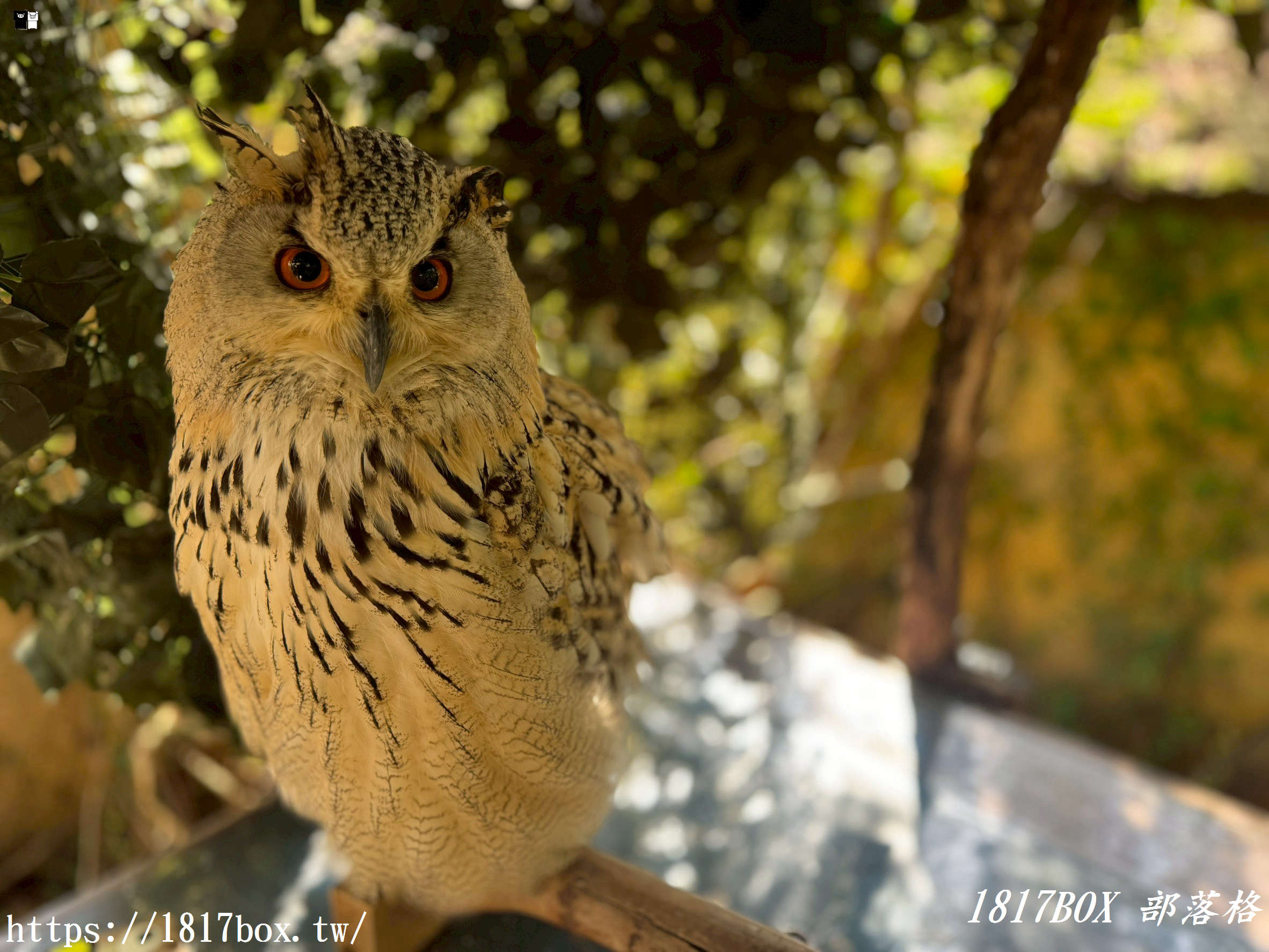 【由布院必訪】走進童話世界！湯布院貓頭鷹之森林（YUFUIN OWL’S FOREST）超萌零距離互動、交通、門票全攻略