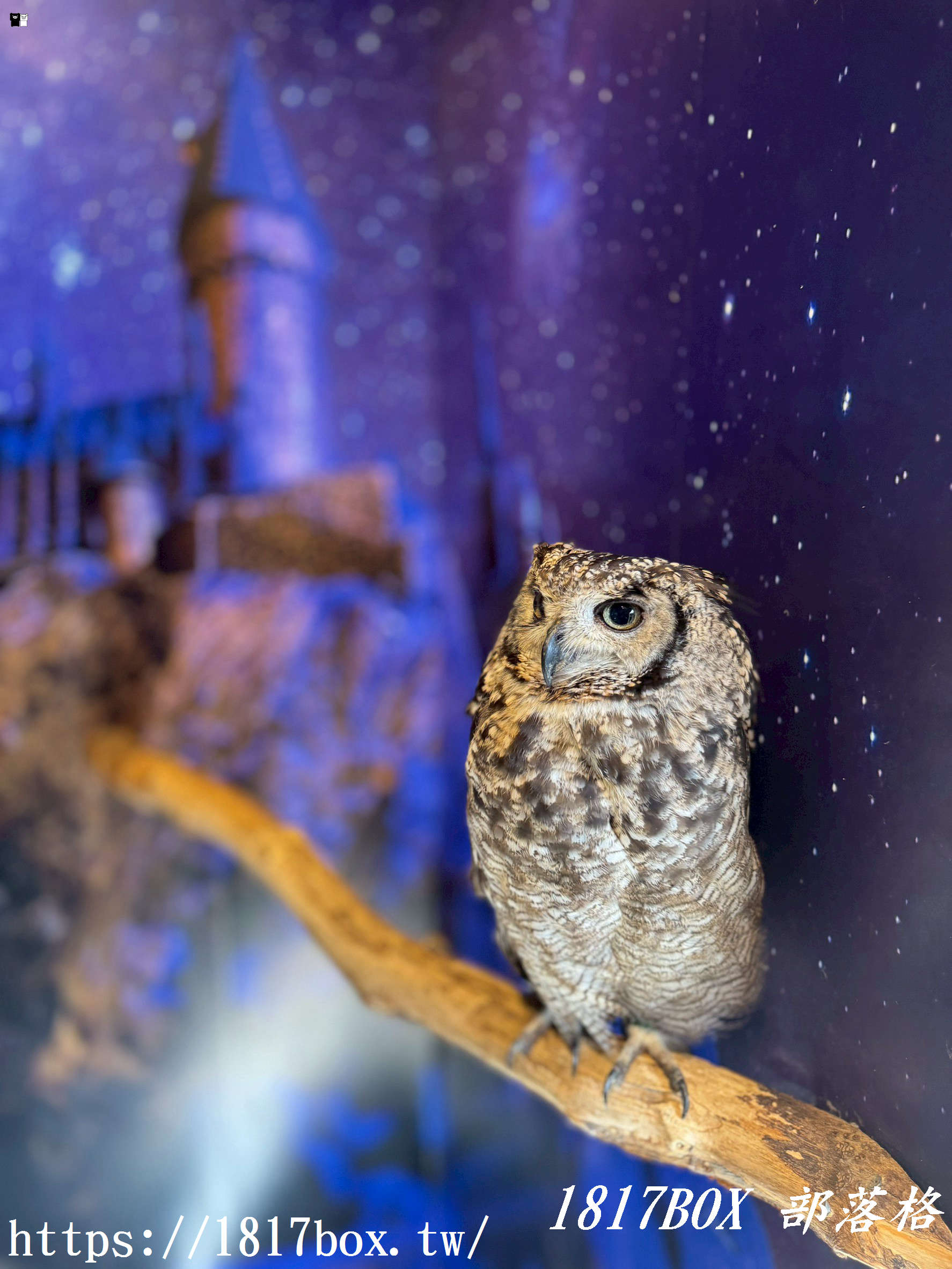 【由布院必訪】走進童話世界！湯布院貓頭鷹之森林（YUFUIN OWL’S FOREST）超萌零距離互動、交通、門票全攻略