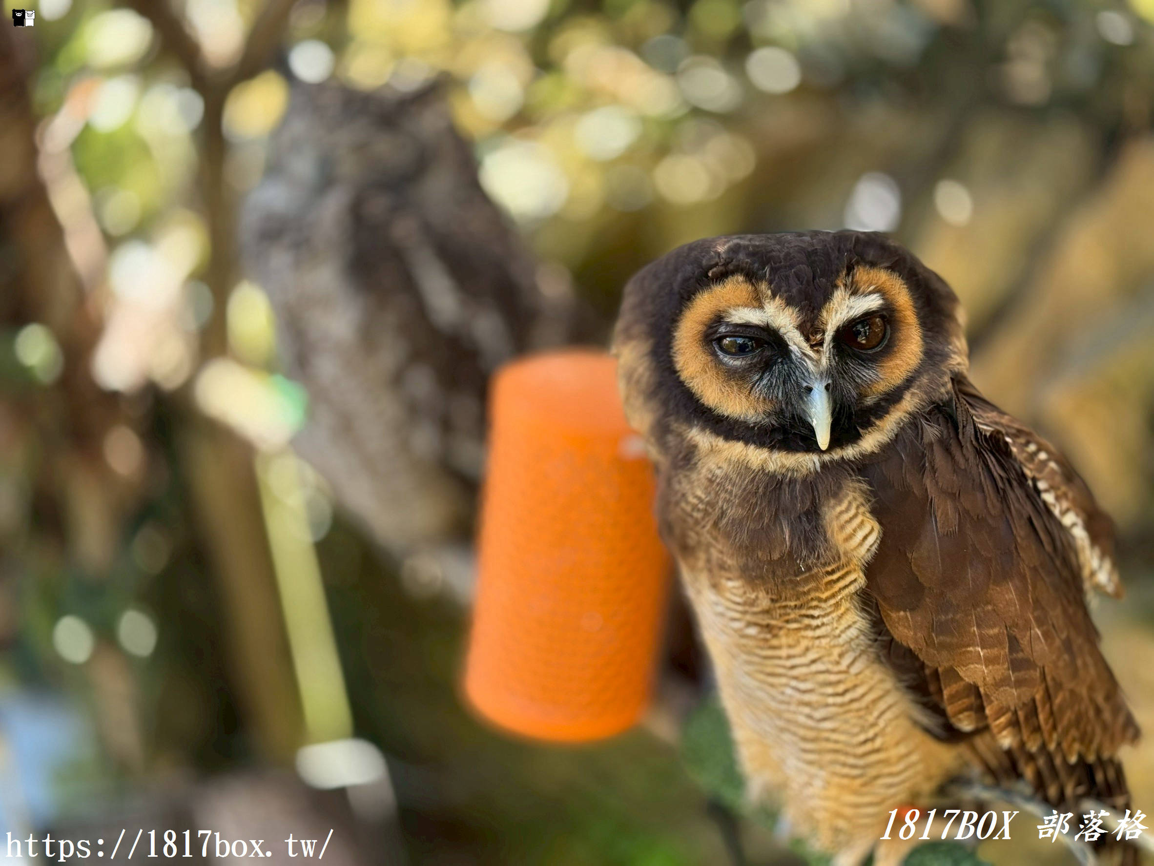 【由布院必訪】走進童話世界！湯布院貓頭鷹之森林（YUFUIN OWL’S FOREST）超萌零距離互動、交通、門票全攻略