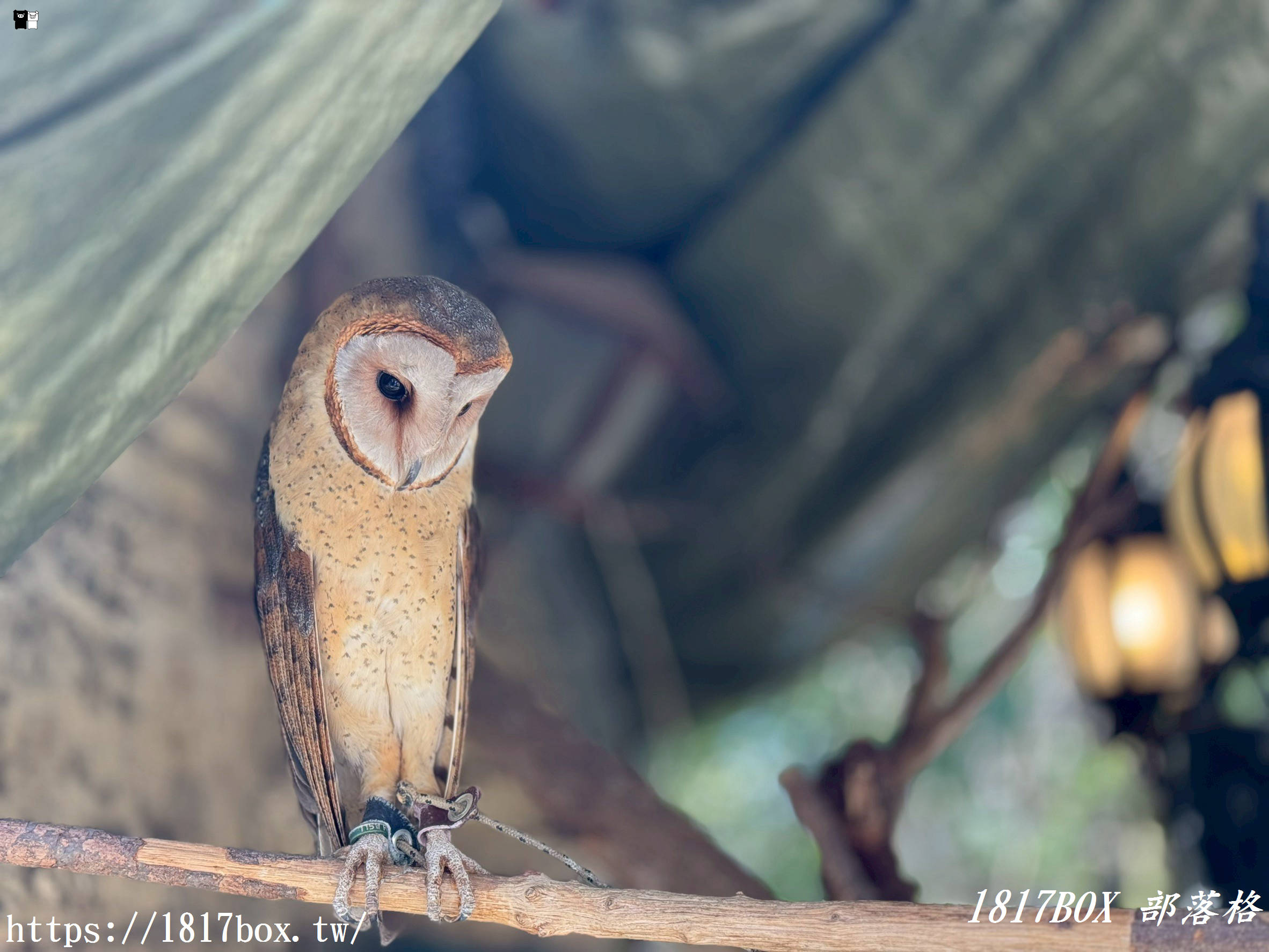 【由布院必訪】走進童話世界！湯布院貓頭鷹之森林（YUFUIN OWL’S FOREST）超萌零距離互動、交通、門票全攻略