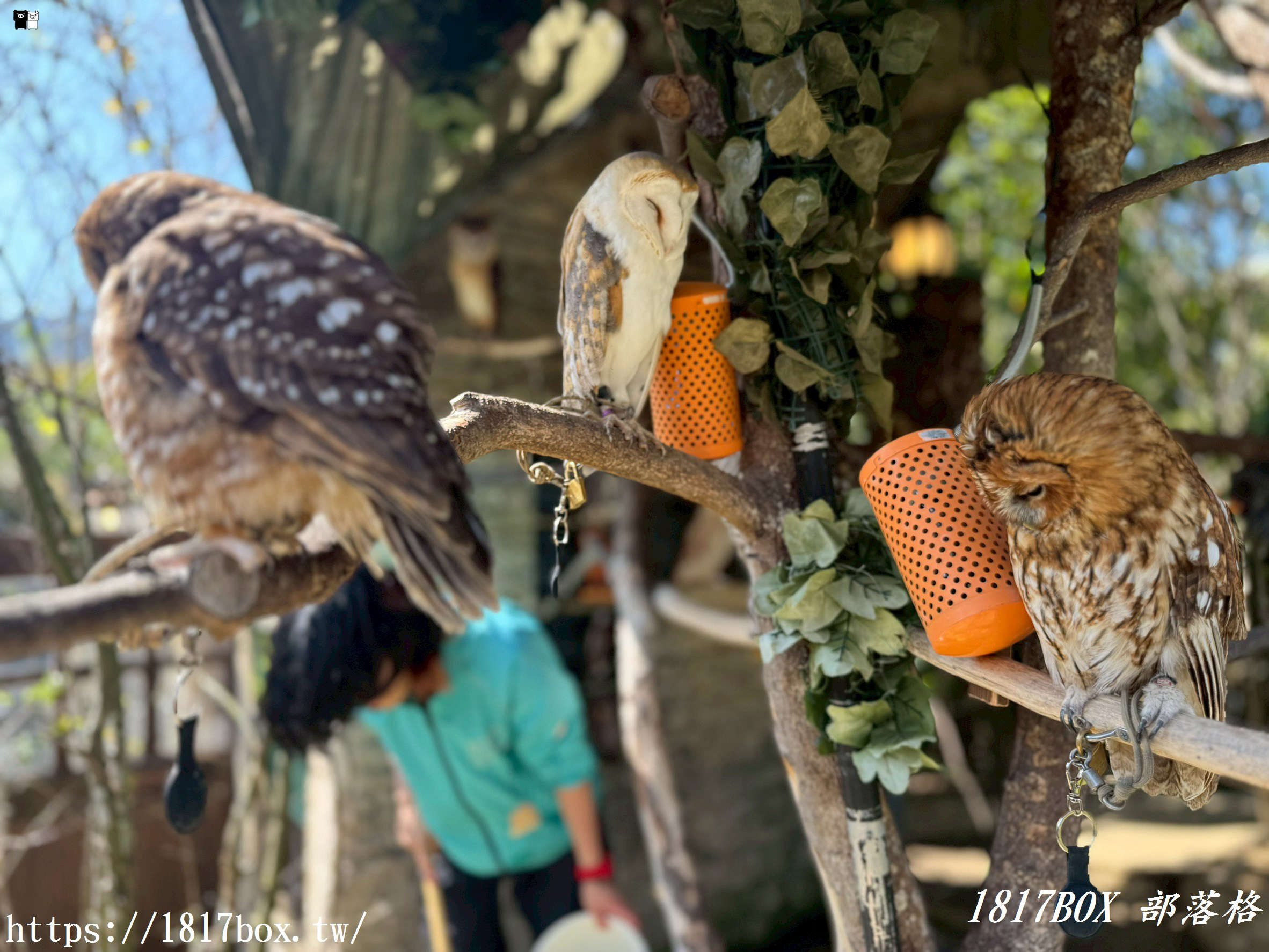 【由布院必訪】走進童話世界！湯布院貓頭鷹之森林（YUFUIN OWL’S FOREST）超萌零距離互動、交通、門票全攻略