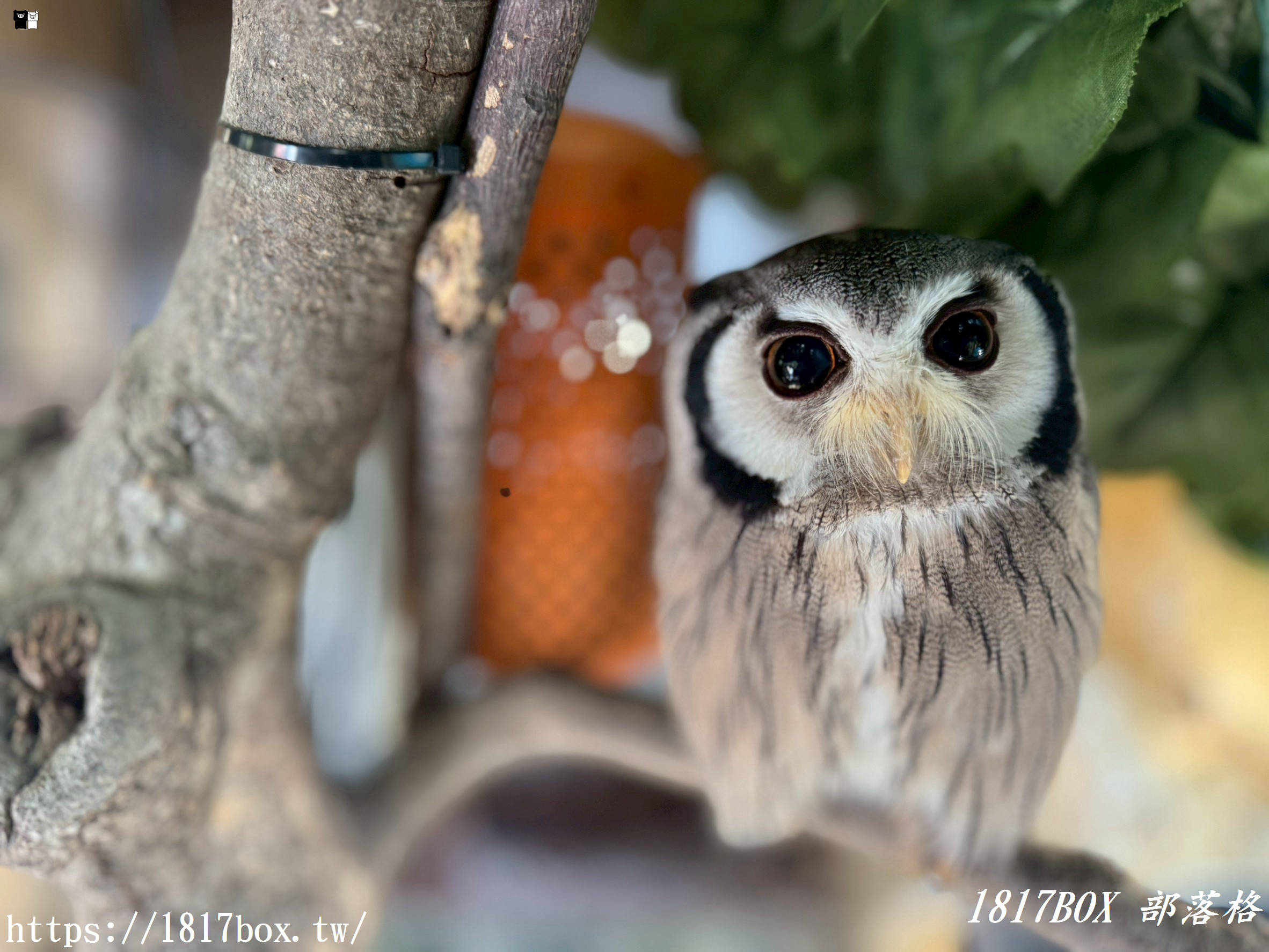 【由布院必訪】走進童話世界！湯布院貓頭鷹之森林（YUFUIN OWL’S FOREST）超萌零距離互動、交通、門票全攻略