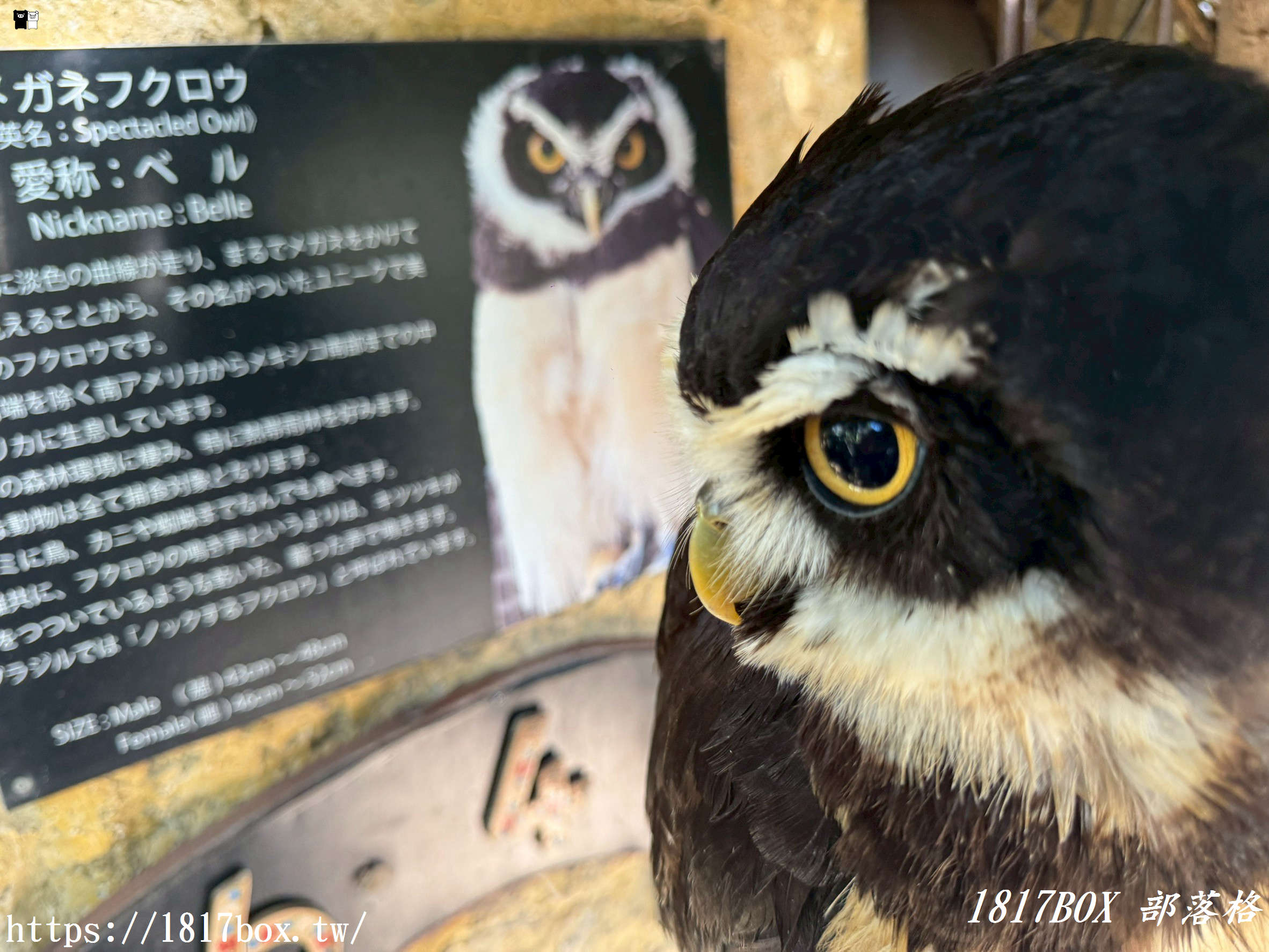 【由布院必訪】走進童話世界！湯布院貓頭鷹之森林（YUFUIN OWL’S FOREST）超萌零距離互動、交通、門票全攻略