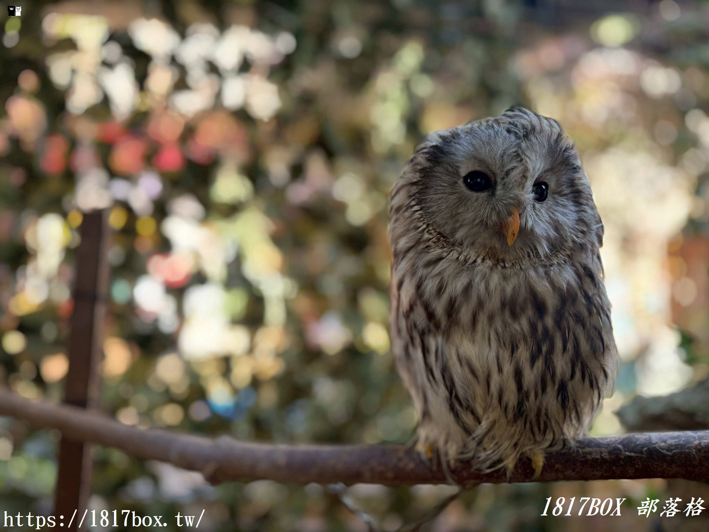 【由布院必訪】走進童話世界！湯布院貓頭鷹之森林（YUFUIN OWL’S FOREST）超萌零距離互動、交通、門票全攻略