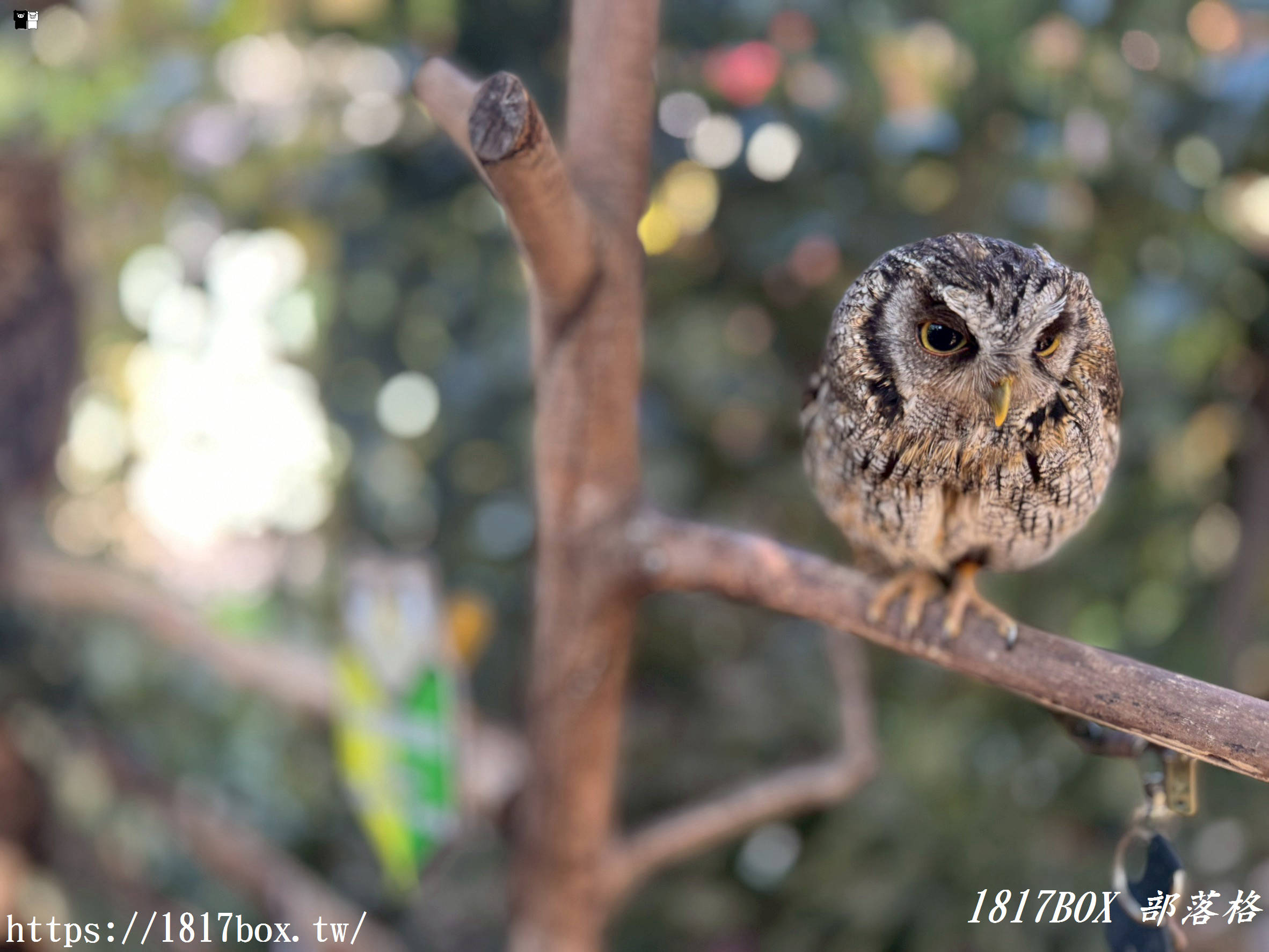 【由布院必訪】走進童話世界！湯布院貓頭鷹之森林（YUFUIN OWL’S FOREST）超萌零距離互動、交通、門票全攻略