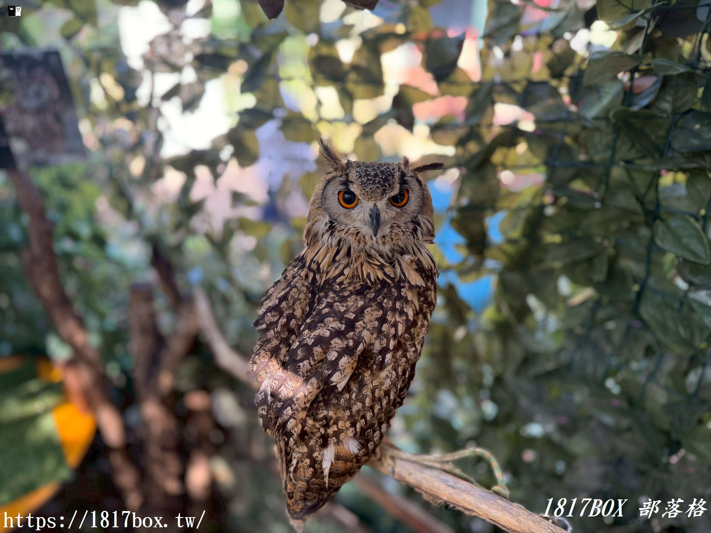 【由布院必訪】走進童話世界！湯布院貓頭鷹之森林（YUFUIN OWL’S FOREST）超萌零距離互動、交通、門票全攻略