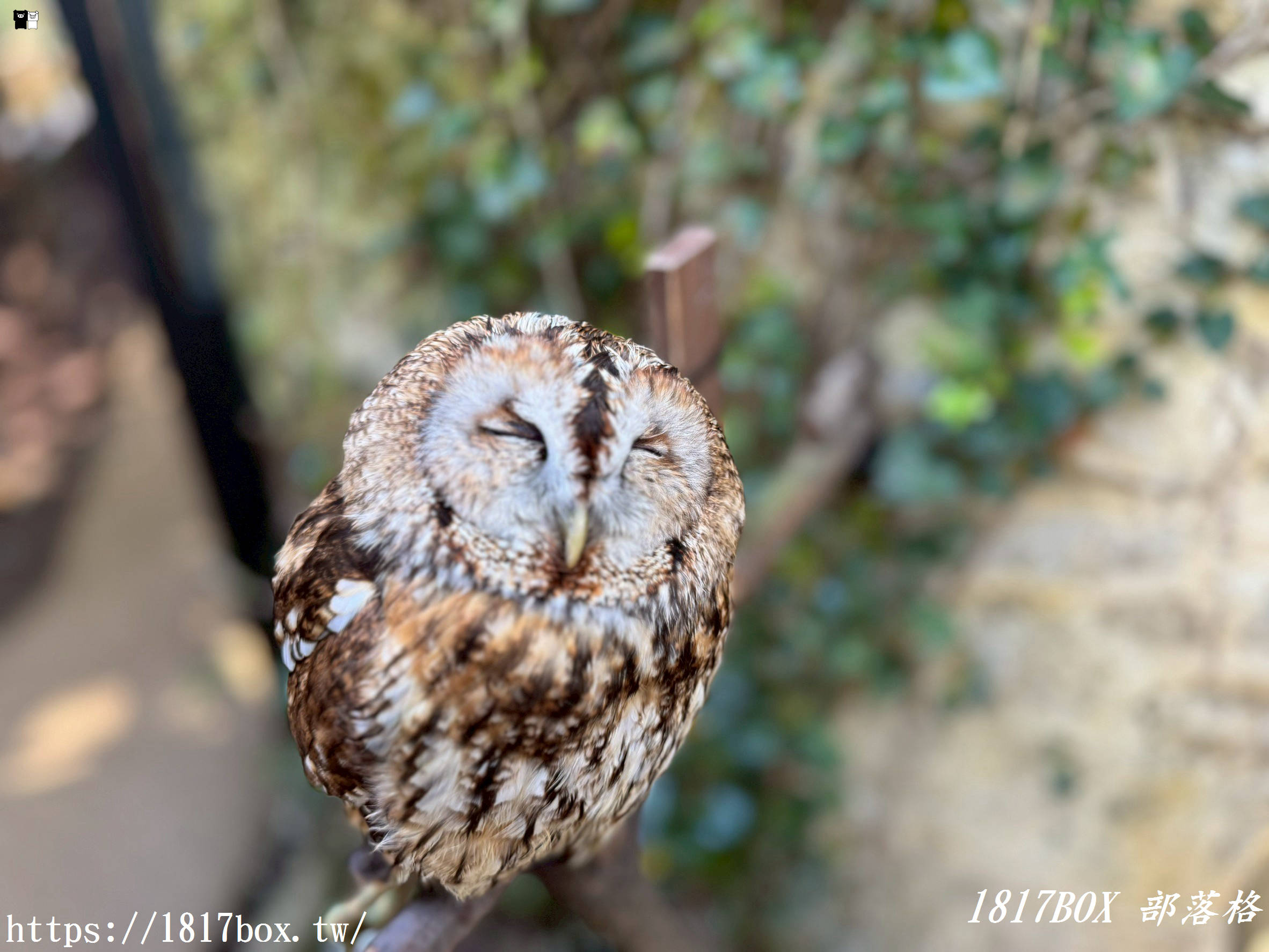 【由布院必訪】走進童話世界！湯布院貓頭鷹之森林（YUFUIN OWL’S FOREST）超萌零距離互動、交通、門票全攻略