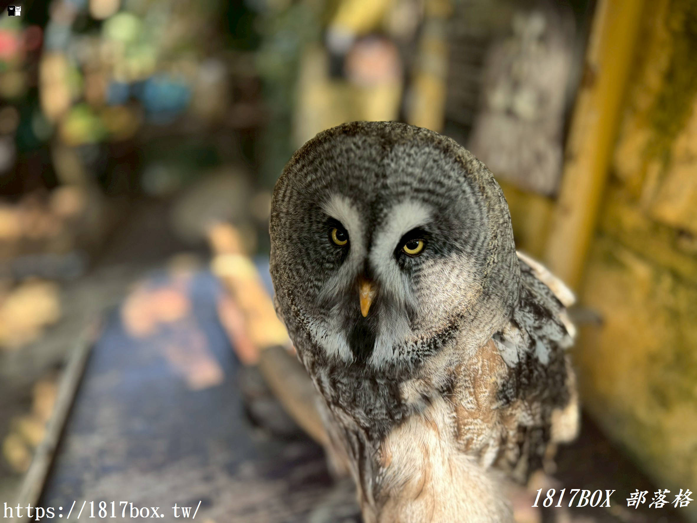 【由布院必訪】走進童話世界！湯布院貓頭鷹之森林（YUFUIN OWL’S FOREST）超萌零距離互動、交通、門票全攻略