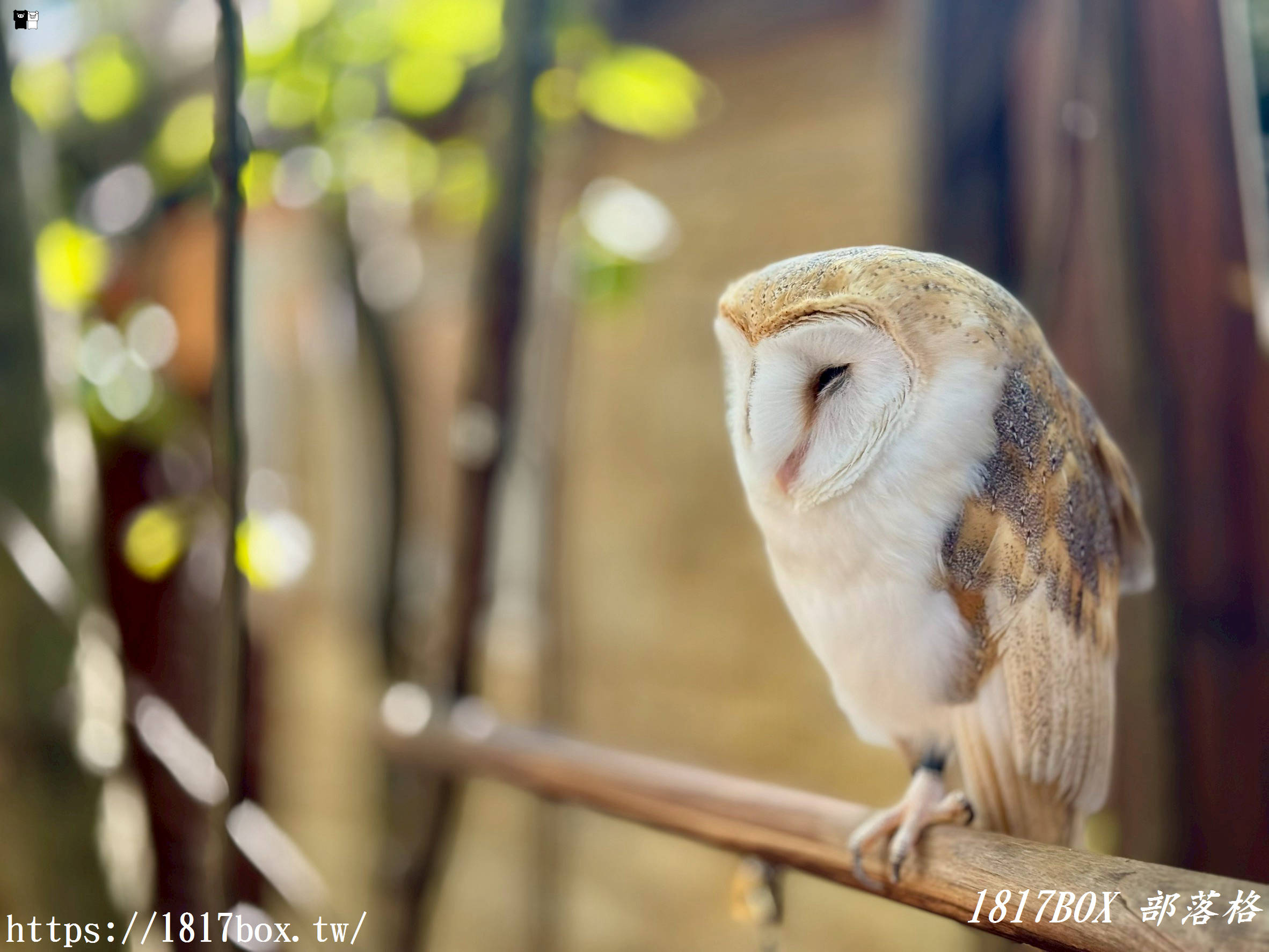 【由布院必訪】走進童話世界！湯布院貓頭鷹之森林（YUFUIN OWL’S FOREST）超萌零距離互動、交通、門票全攻略