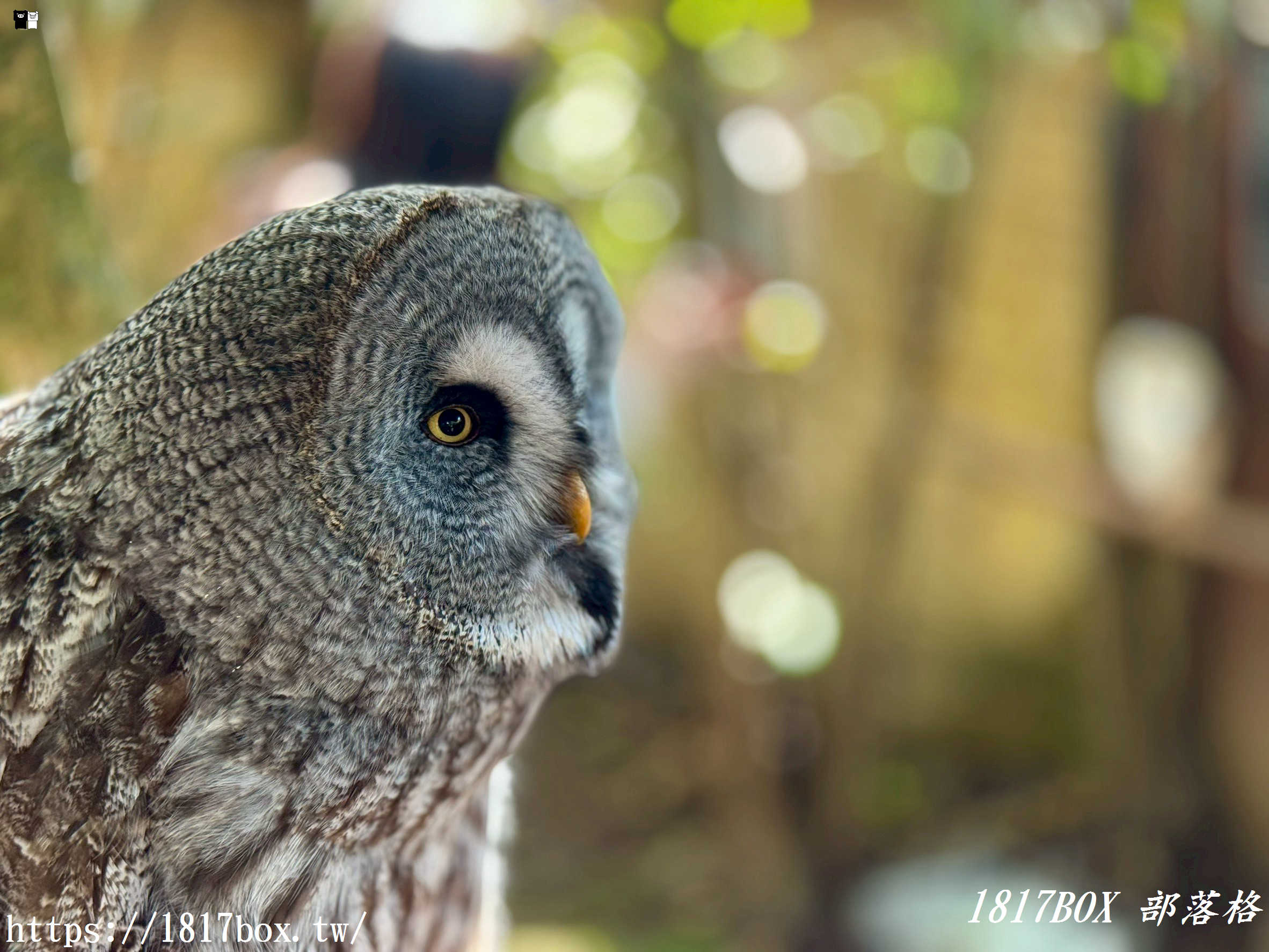 【由布院必訪】走進童話世界！湯布院貓頭鷹之森林（YUFUIN OWL’S FOREST）超萌零距離互動、交通、門票全攻略