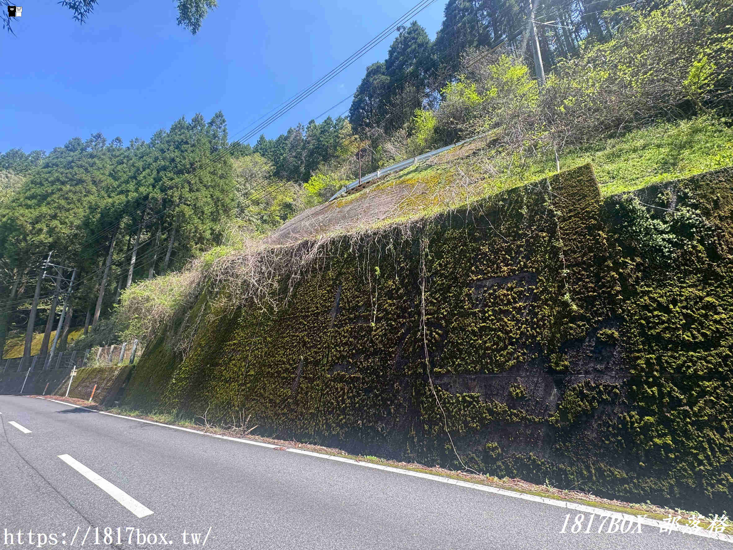 尋寶大分秘境!九重町「經典龍貓與白龍」苔蘚壁畫:探訪逐漸消失的期間限定大自然藝術 尋寶大分秘境!九重町「經典龍貓與白龍」苔蘚壁畫:探訪逐漸消失的期間限定大自然藝術