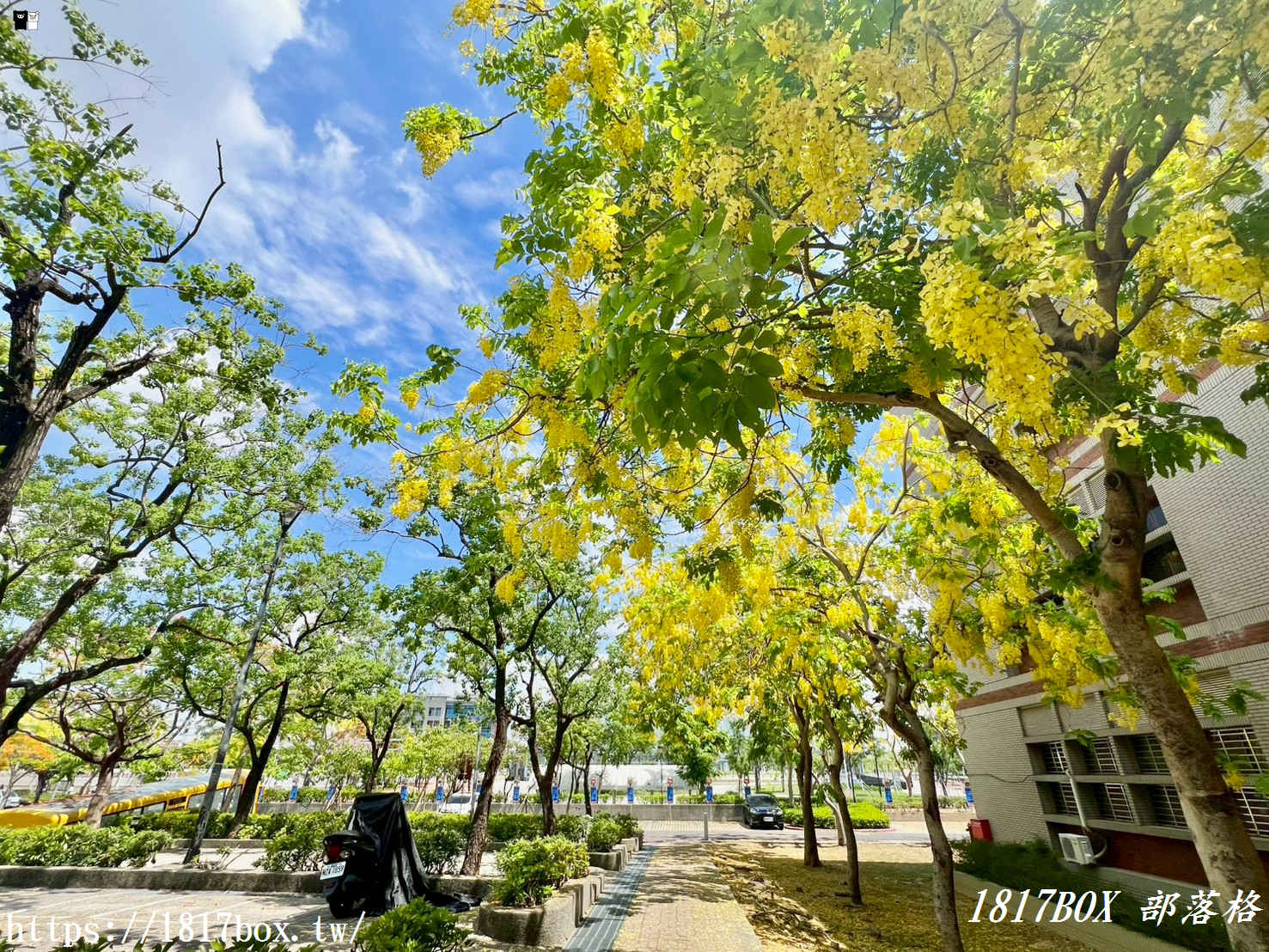 【台南景點】南科之星大爆發!鳳凰花與阿勃勒交織的夏日黃金雨與火紅浪漫 【台南景點】南科之星大爆發!鳳凰花與阿勃勒交織的夏日黃金雨與火紅浪漫