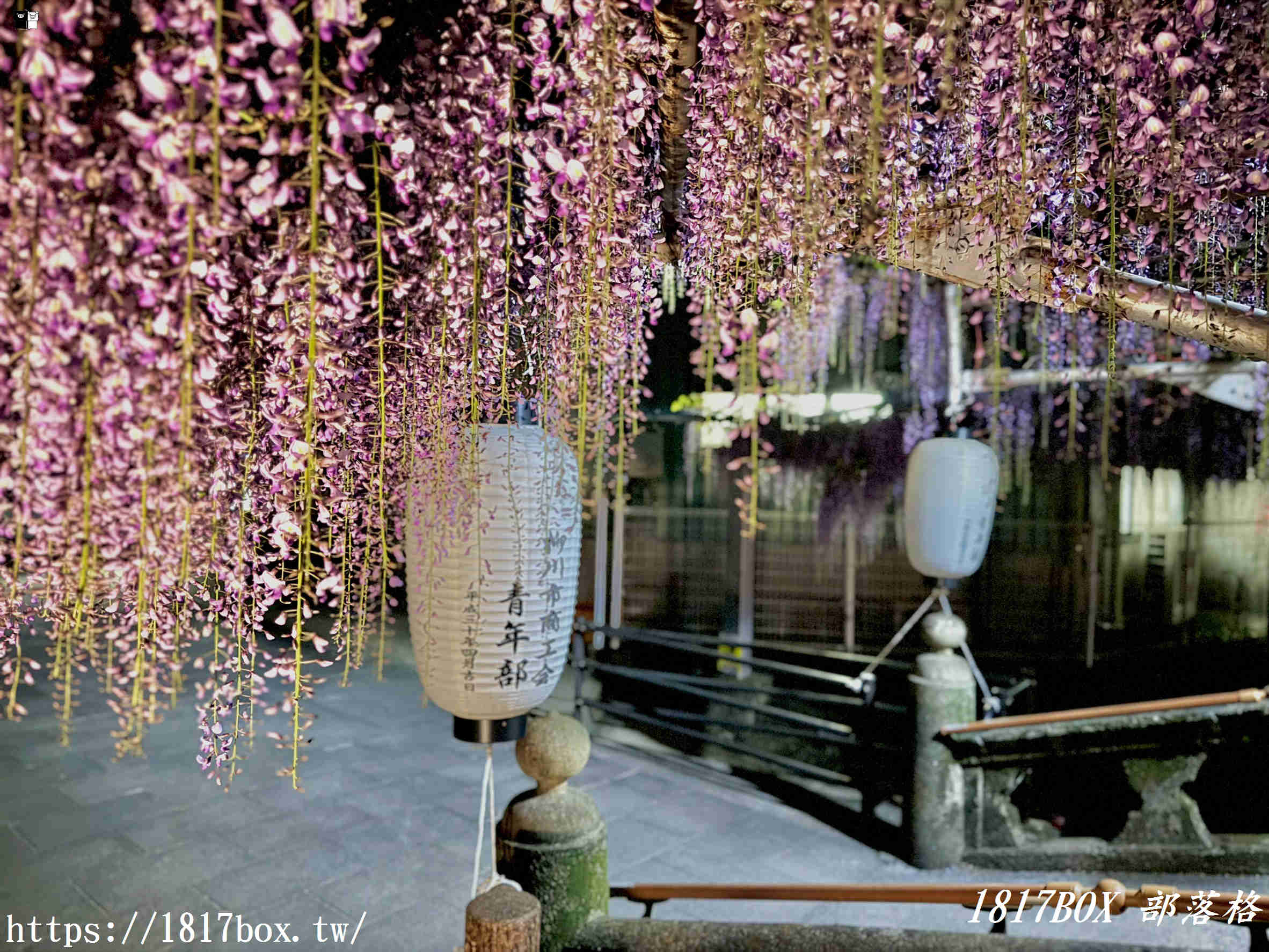 【福岡景點】中山大藤祭：走進300年歷史的紫色瀑布！最新花期、免門票交通攻略
