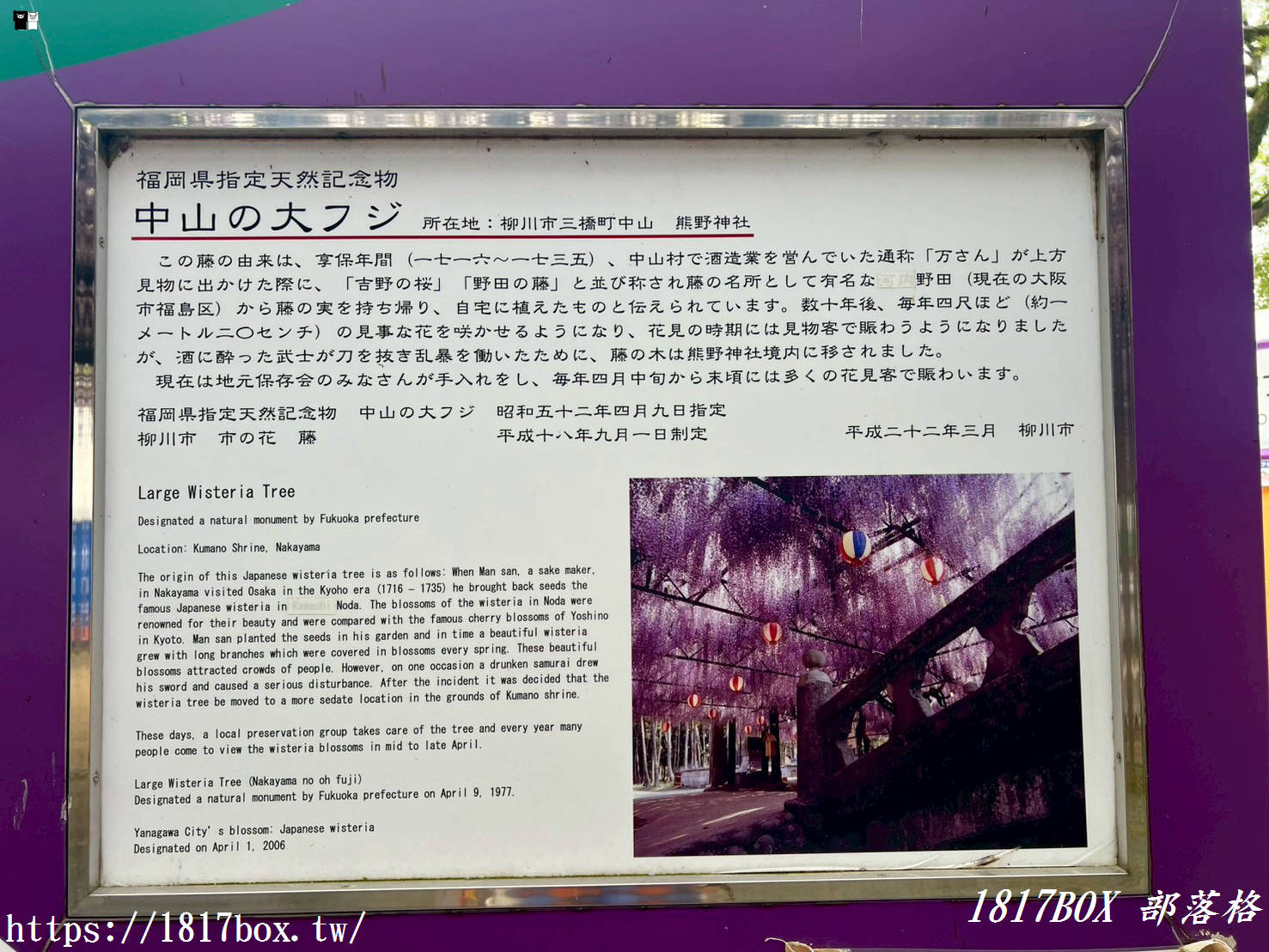 【福岡景點】中山大藤祭：走進300年歷史的紫色瀑布！最新花期、免門票交通攻略