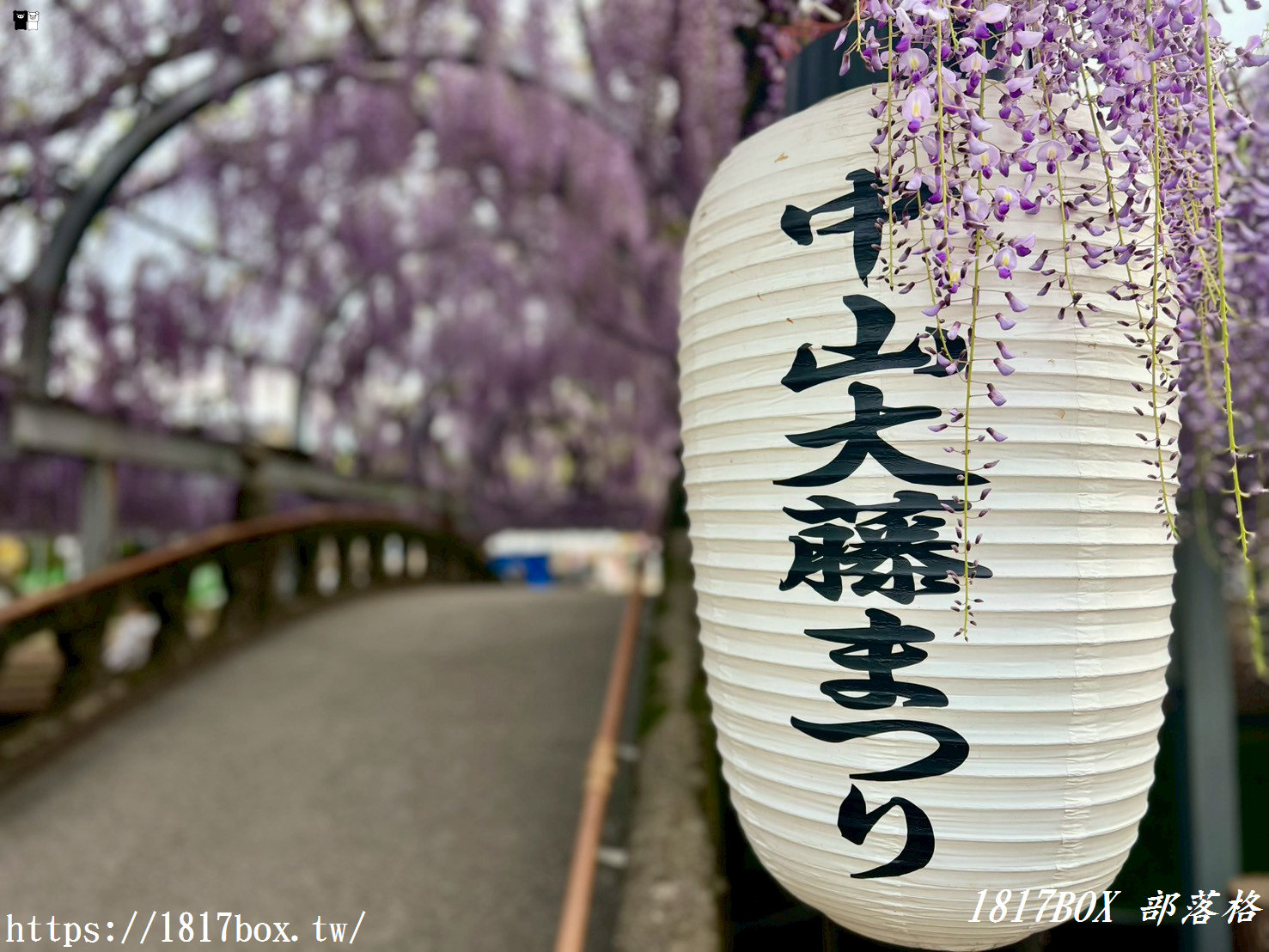 【福岡景點】中山大藤祭：走進300年歷史的紫色瀑布！最新花期、免門票交通攻略