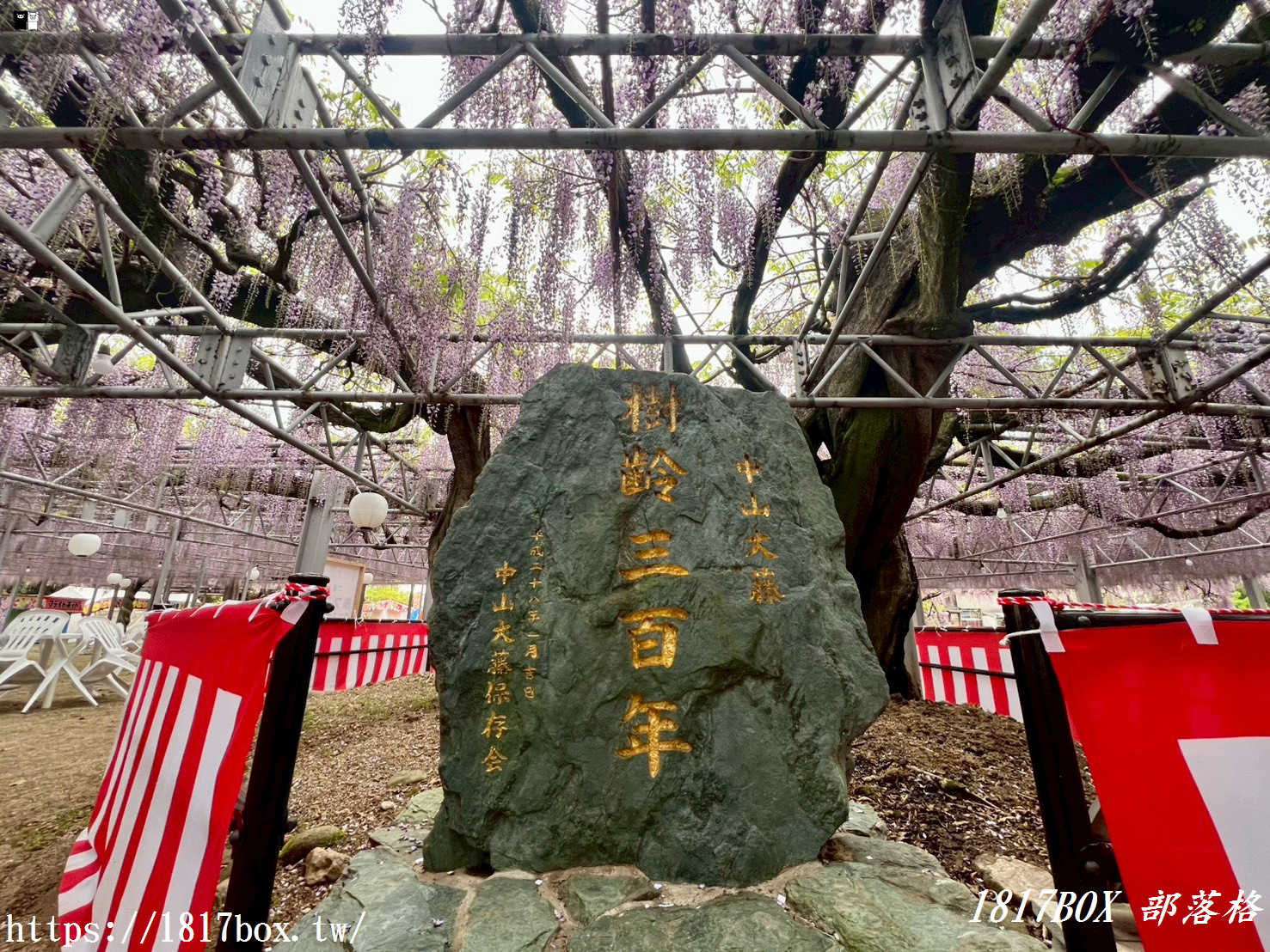靜謐紫藤旁的千年守護！福岡「中山熊野神社」隱藏版巨樹與求好運指南( 皮克敏菇點、花點 )