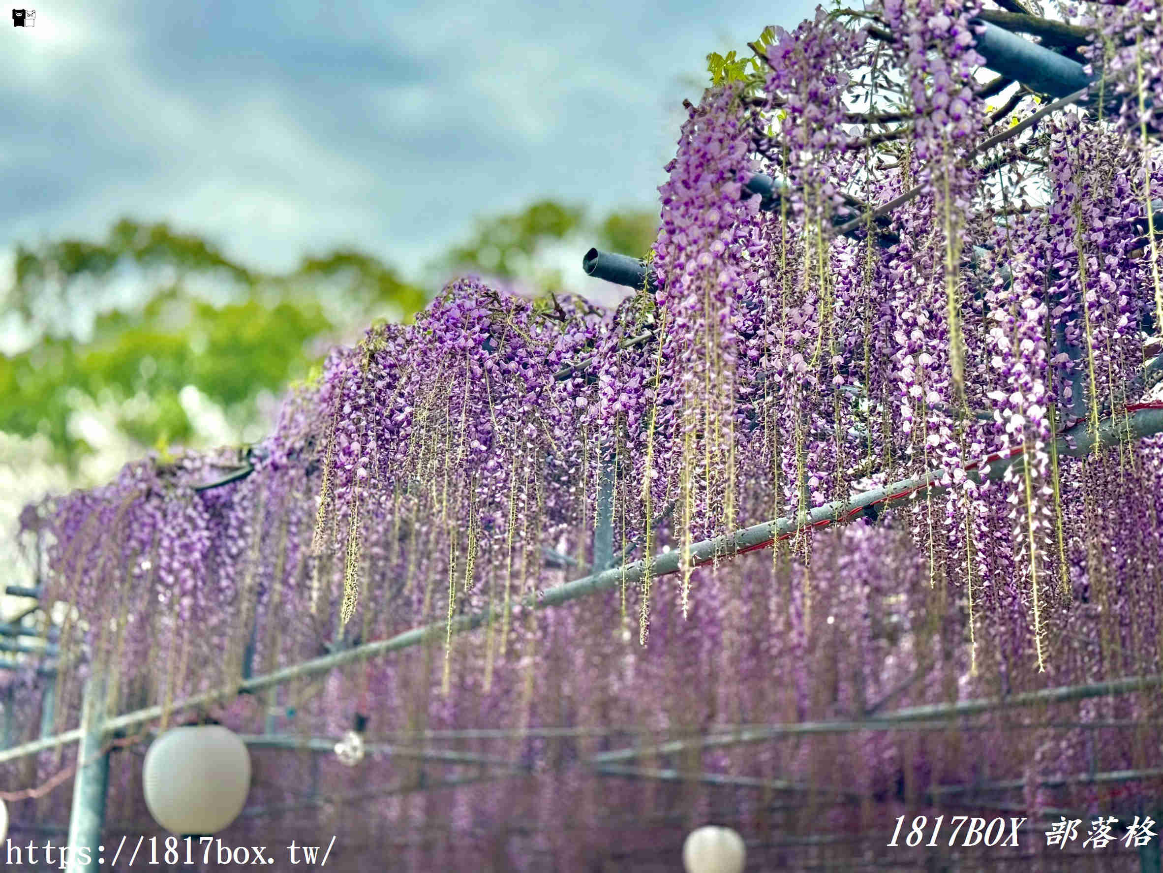 【福岡景點】中山大藤祭：走進300年歷史的紫色瀑布！最新花期、免門票交通攻略