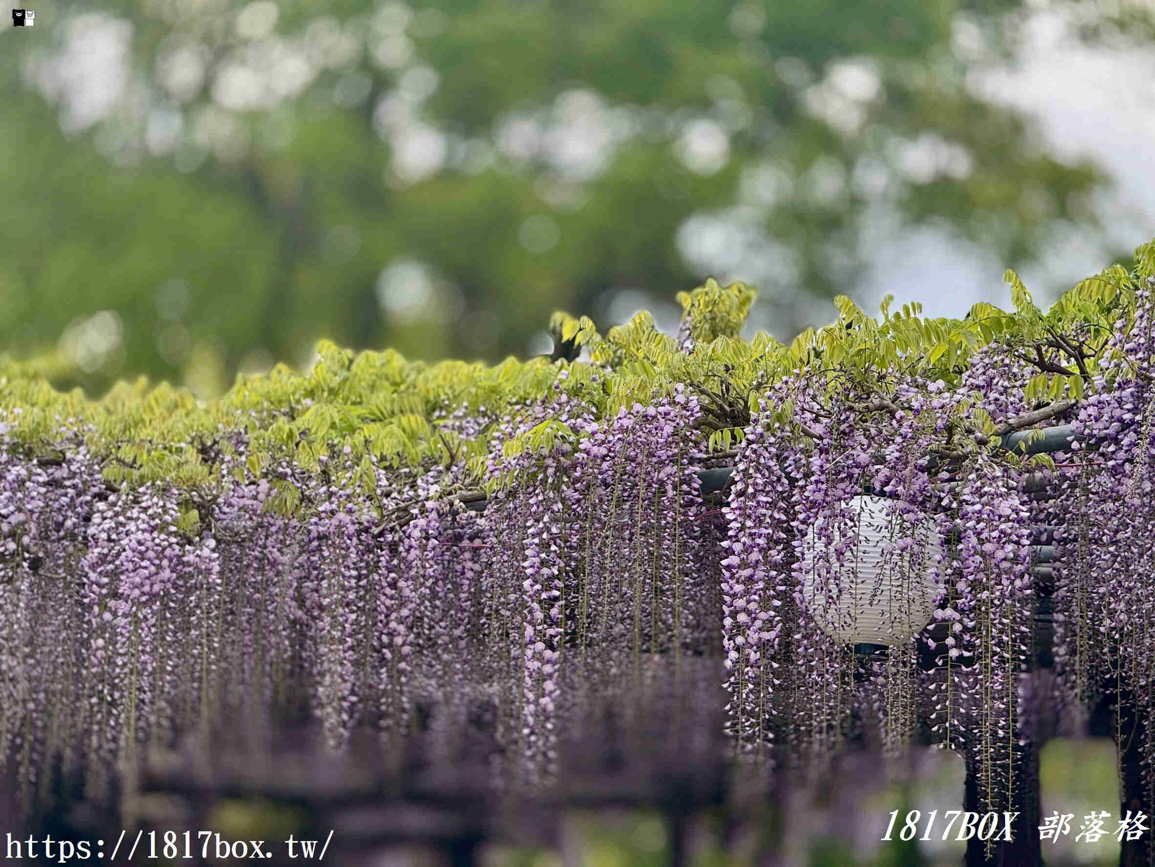 【福岡景點】中山大藤祭：走進300年歷史的紫色瀑布！最新花期、免門票交通攻略